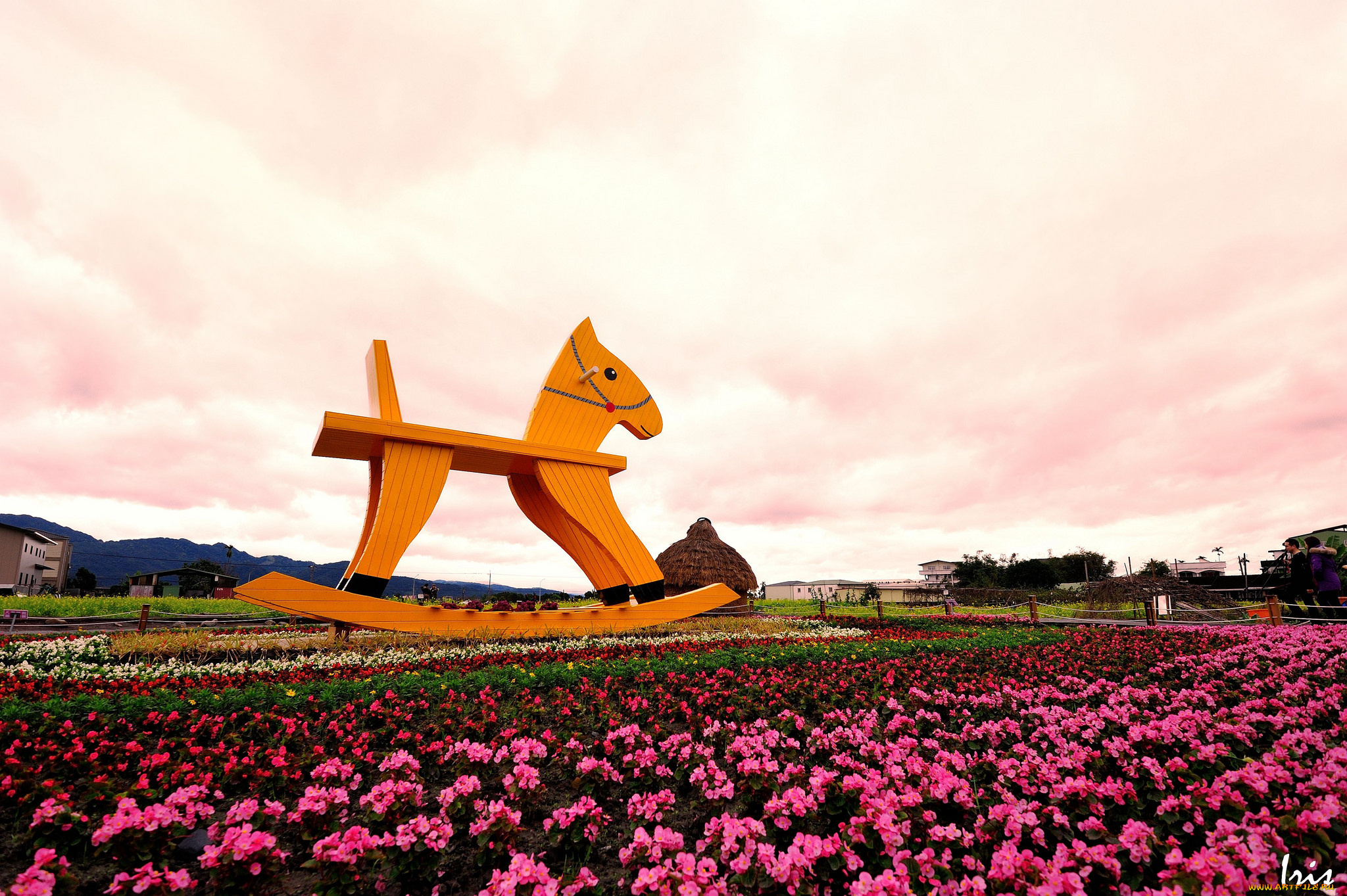 цветы, бегония, лошадка, пейзаж