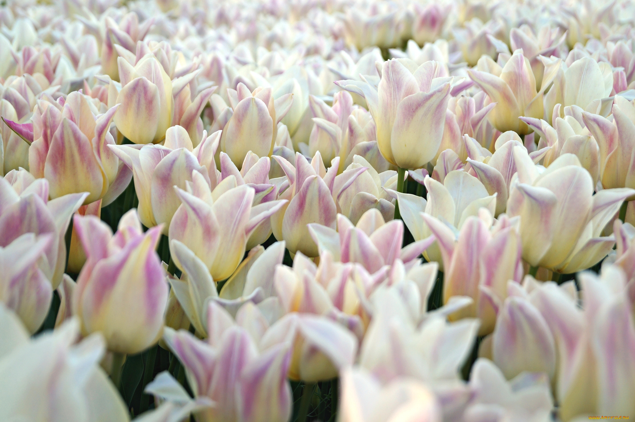 цветы, тюльпаны, море