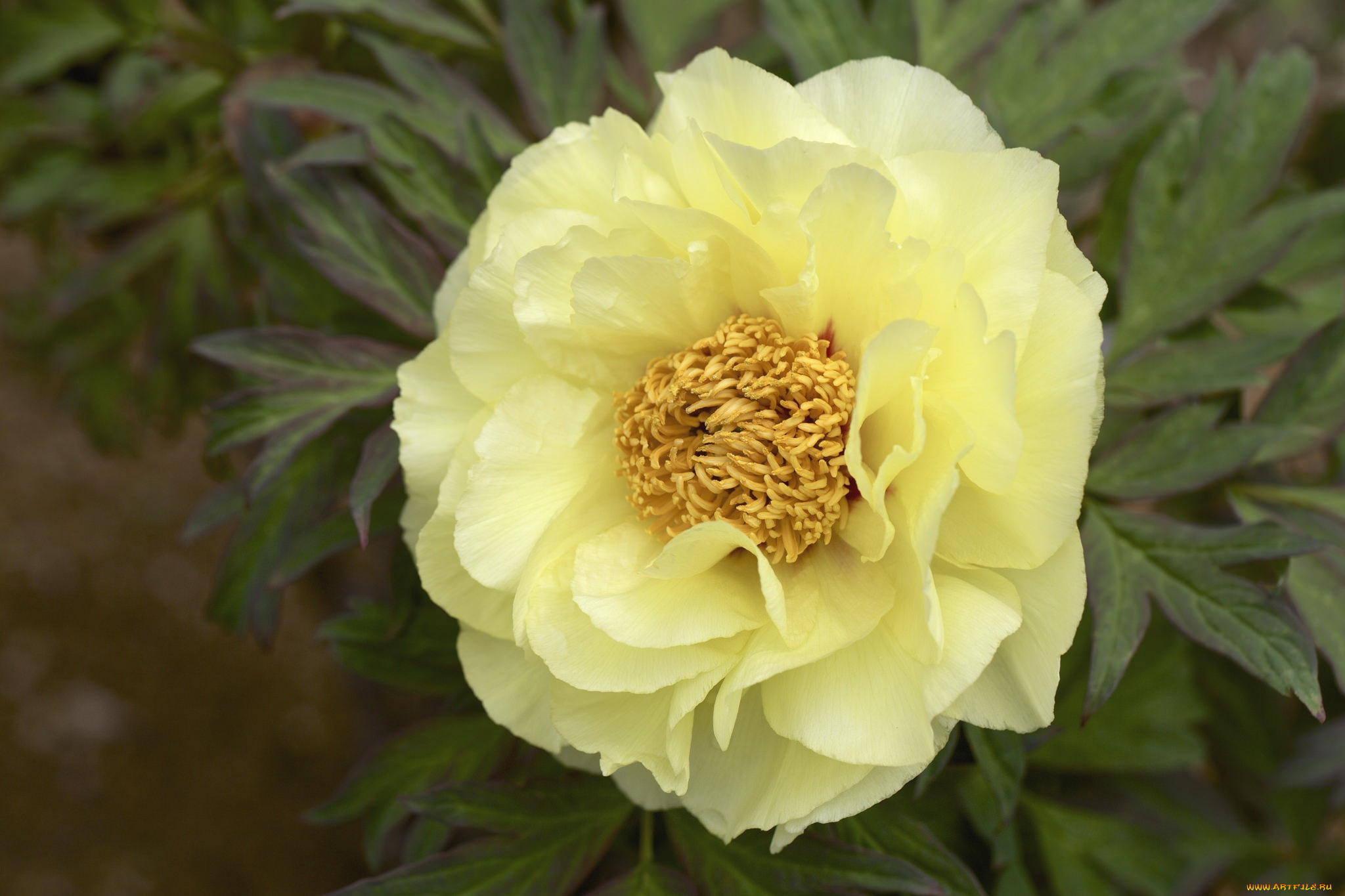 цветы, пионы, макро