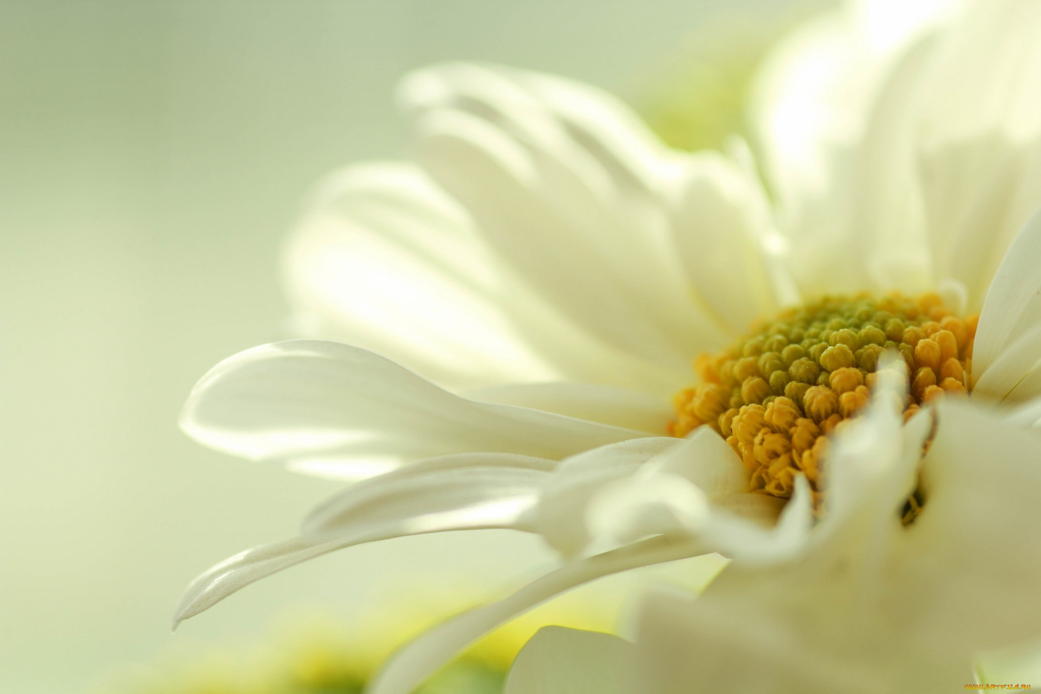 цветы, ромашки, макро