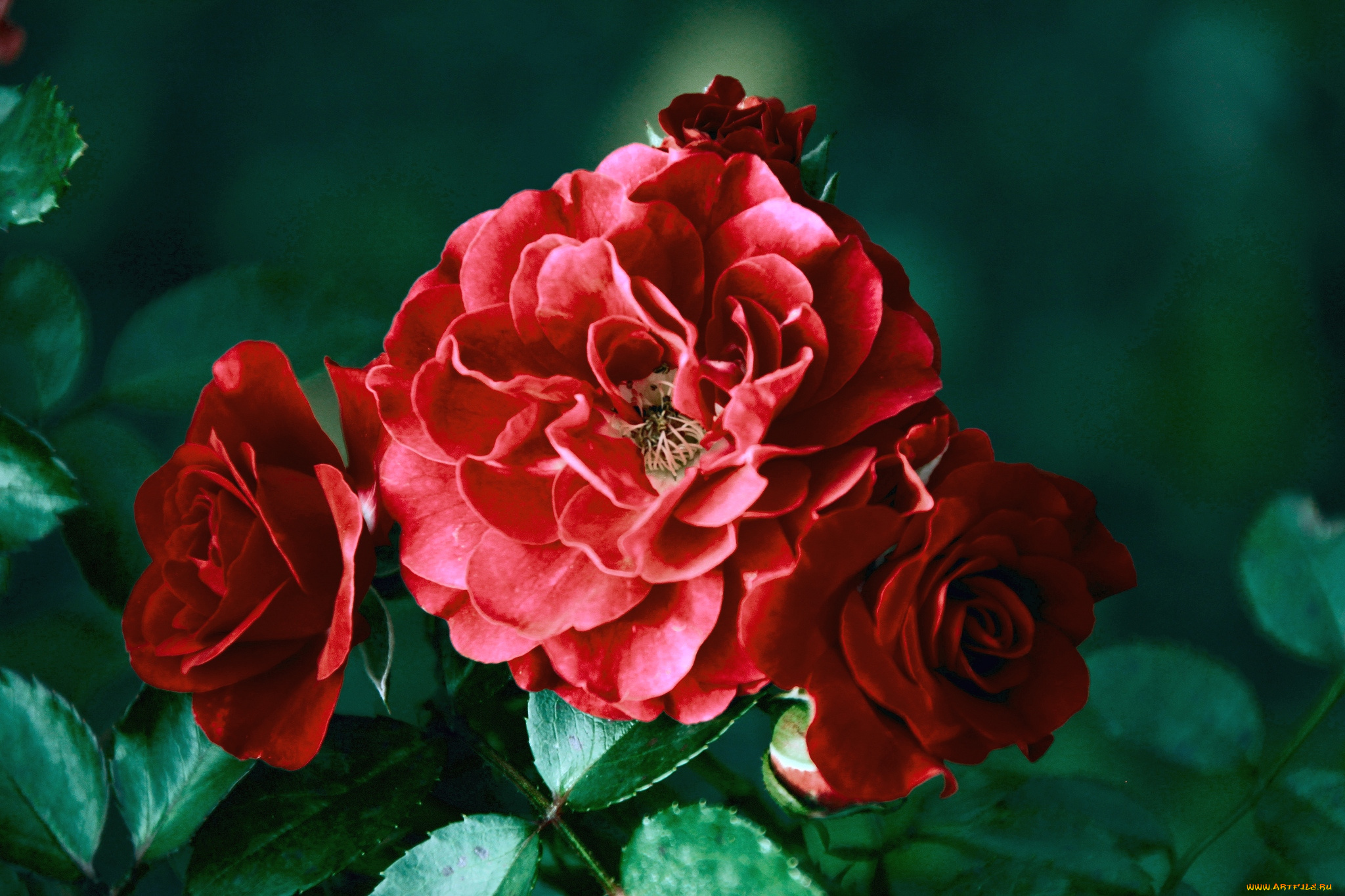 цветы, розы, бордо