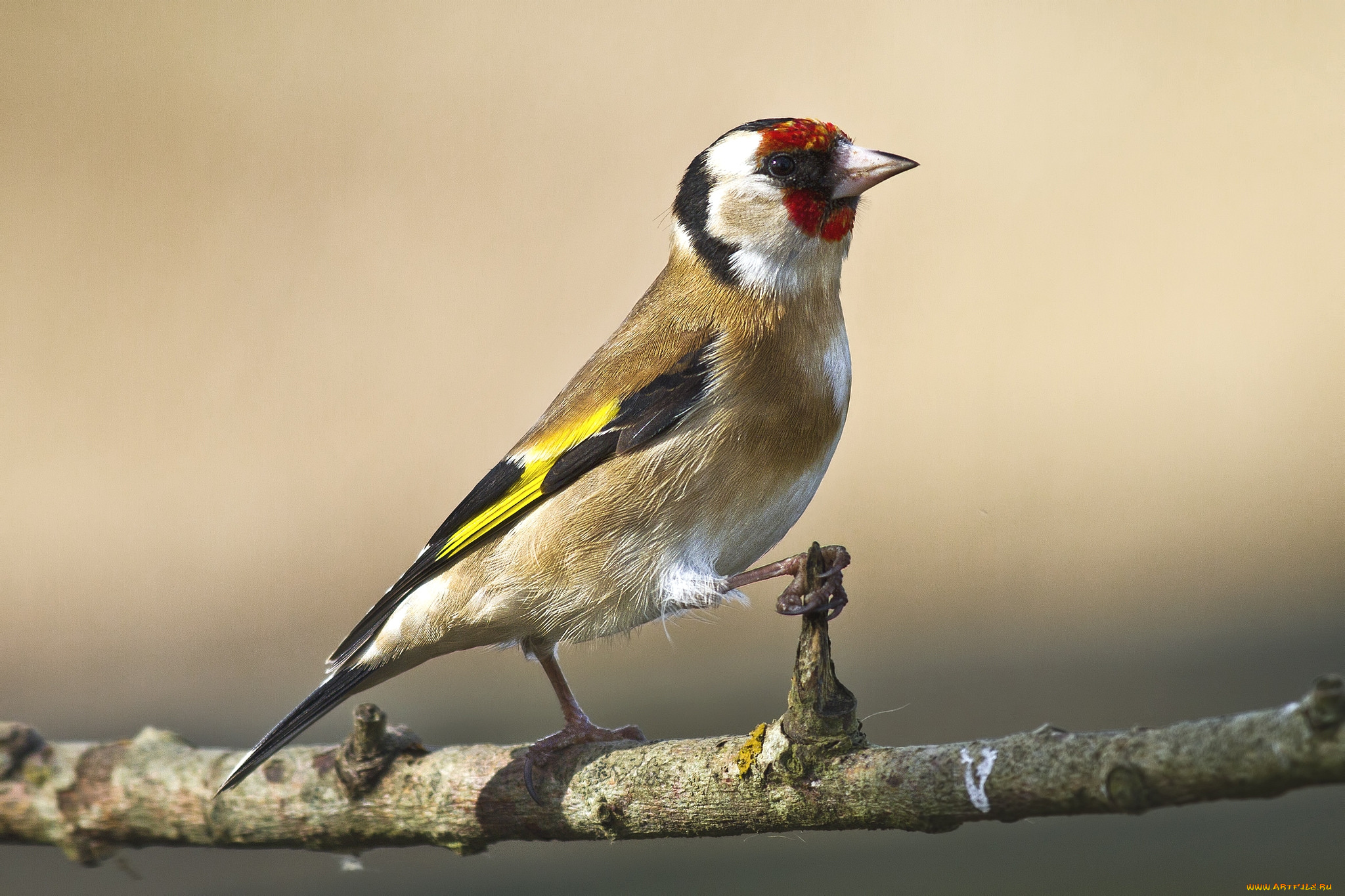 животные, щеглы, , чижи, щегол