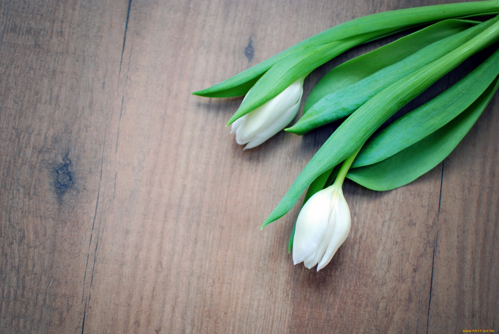 цветы, тюльпаны, белый