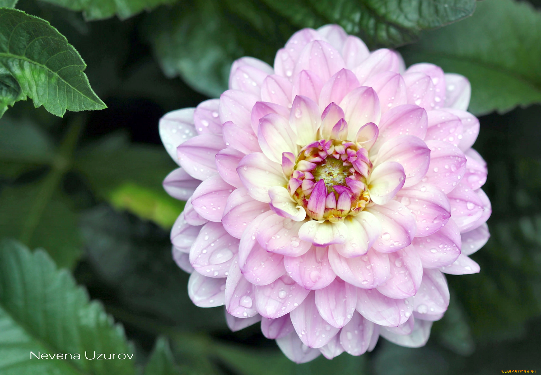 цветы, георгины, капли