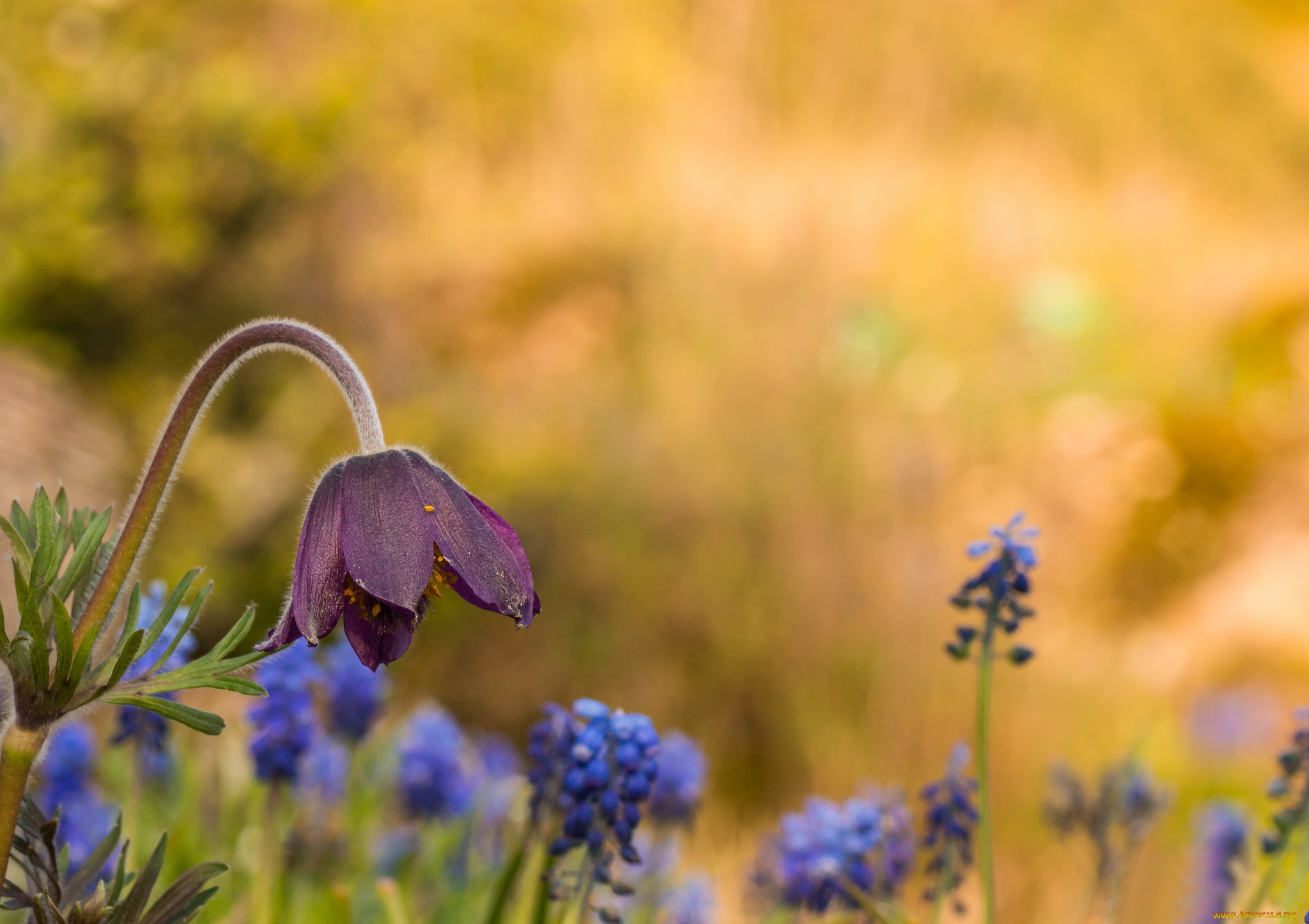 цветы, луговые, , полевые, , цветы, весна, блики, цветок
