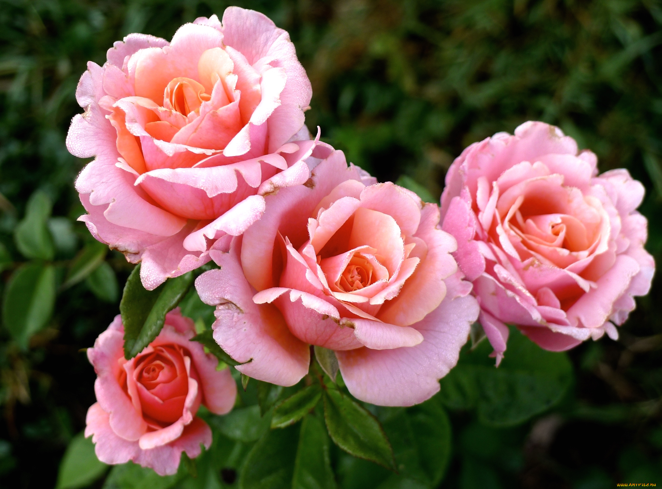 цветы, розы, розовый