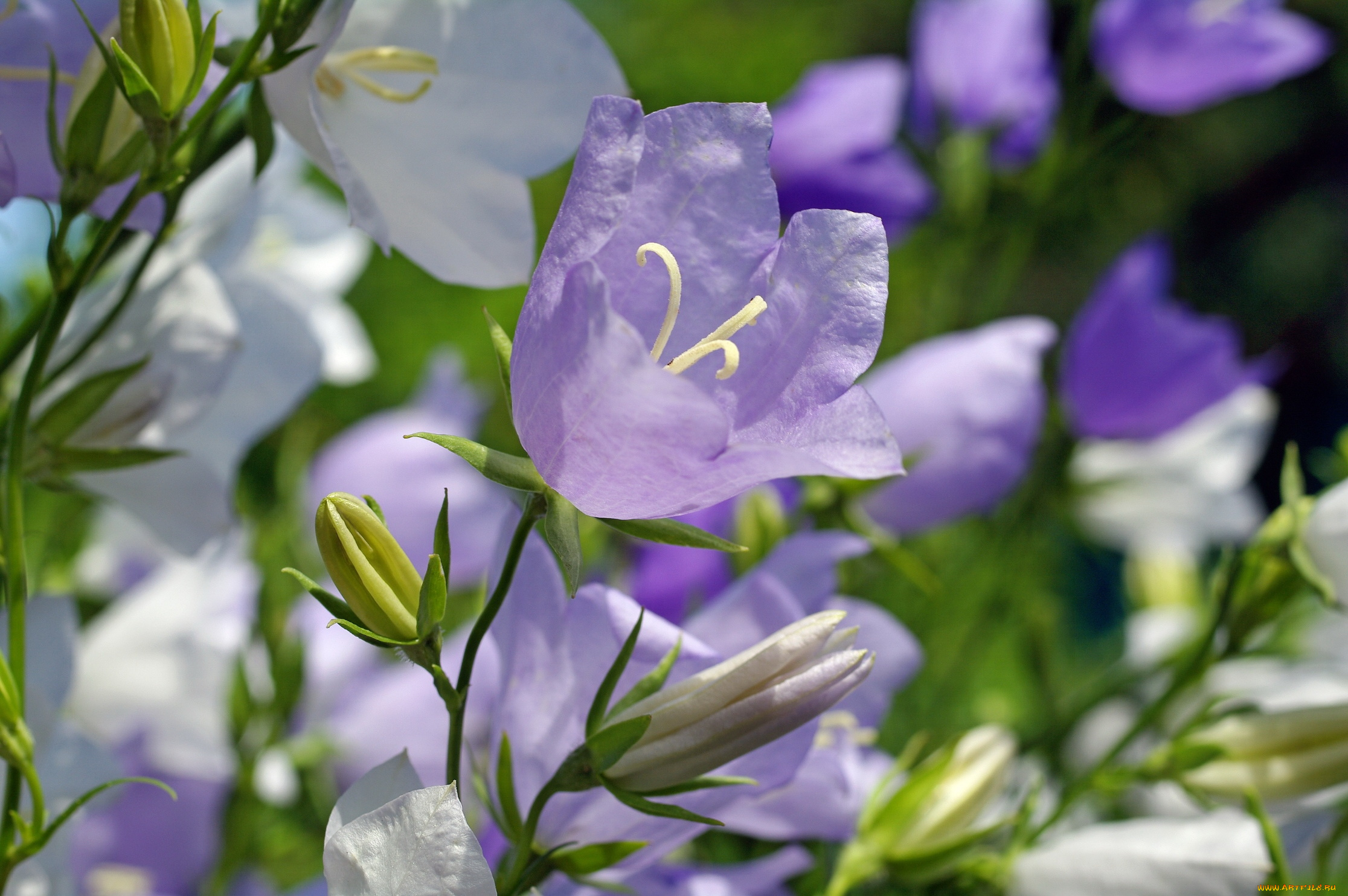 цветы, колокольчики, макро