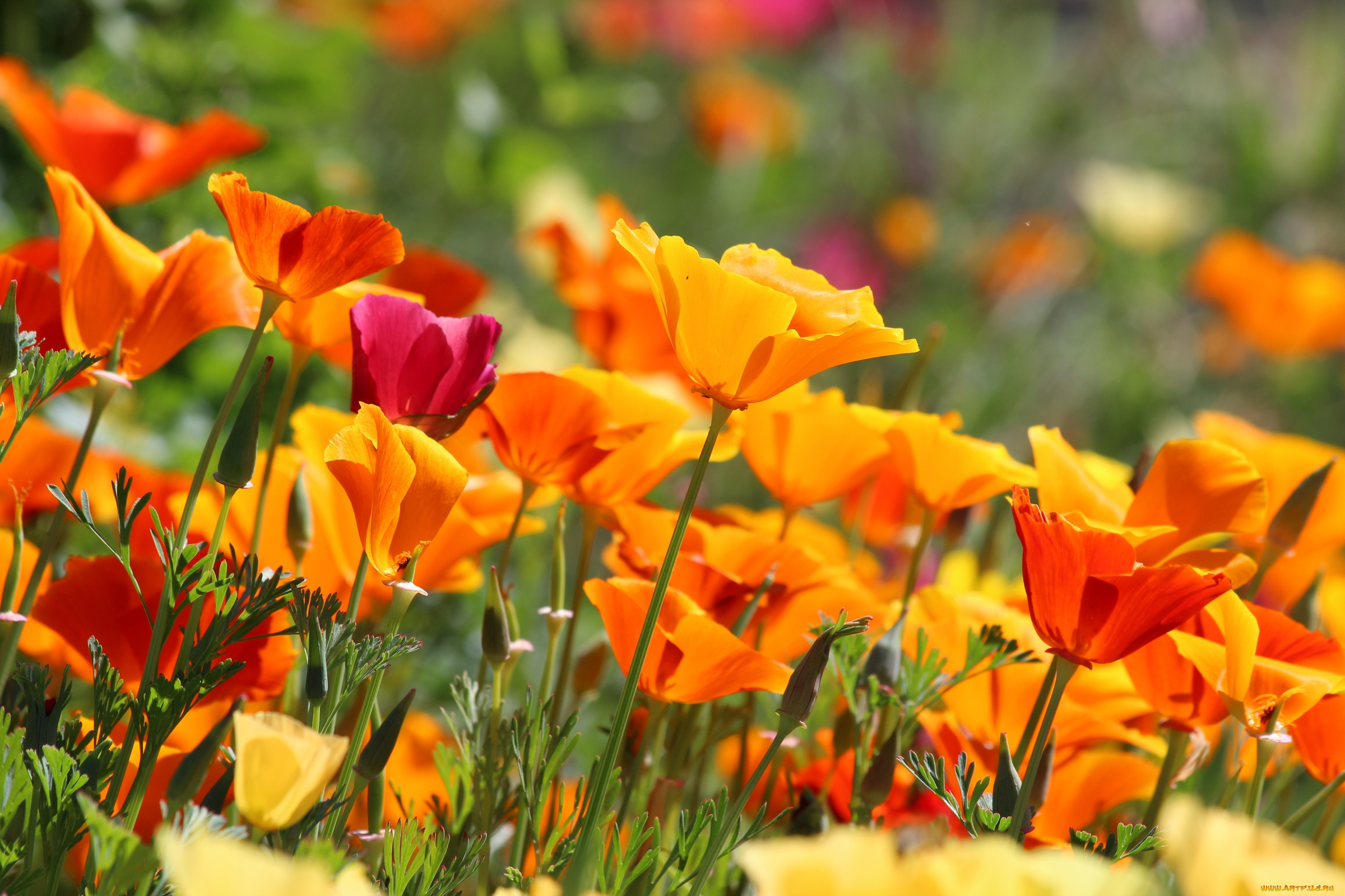 цветы, эшшольция, , калифорнийский, мак, мак