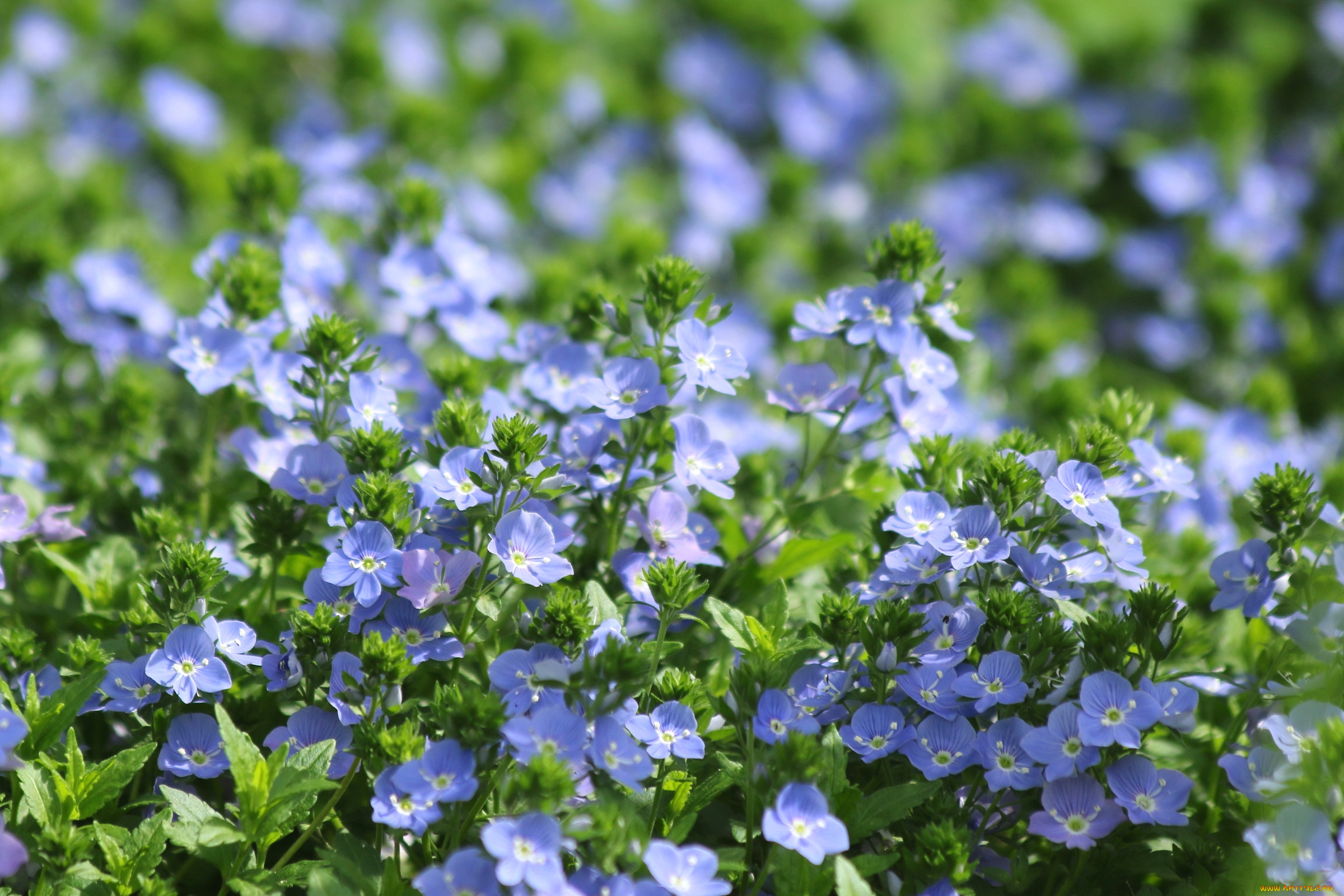 цветы, немофилы, , вероники, вероника