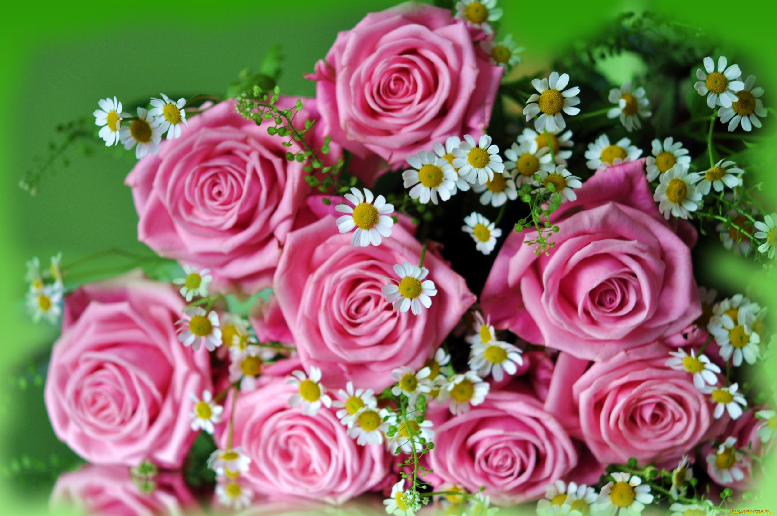 цветы, разные, вместе, ромашки, розы