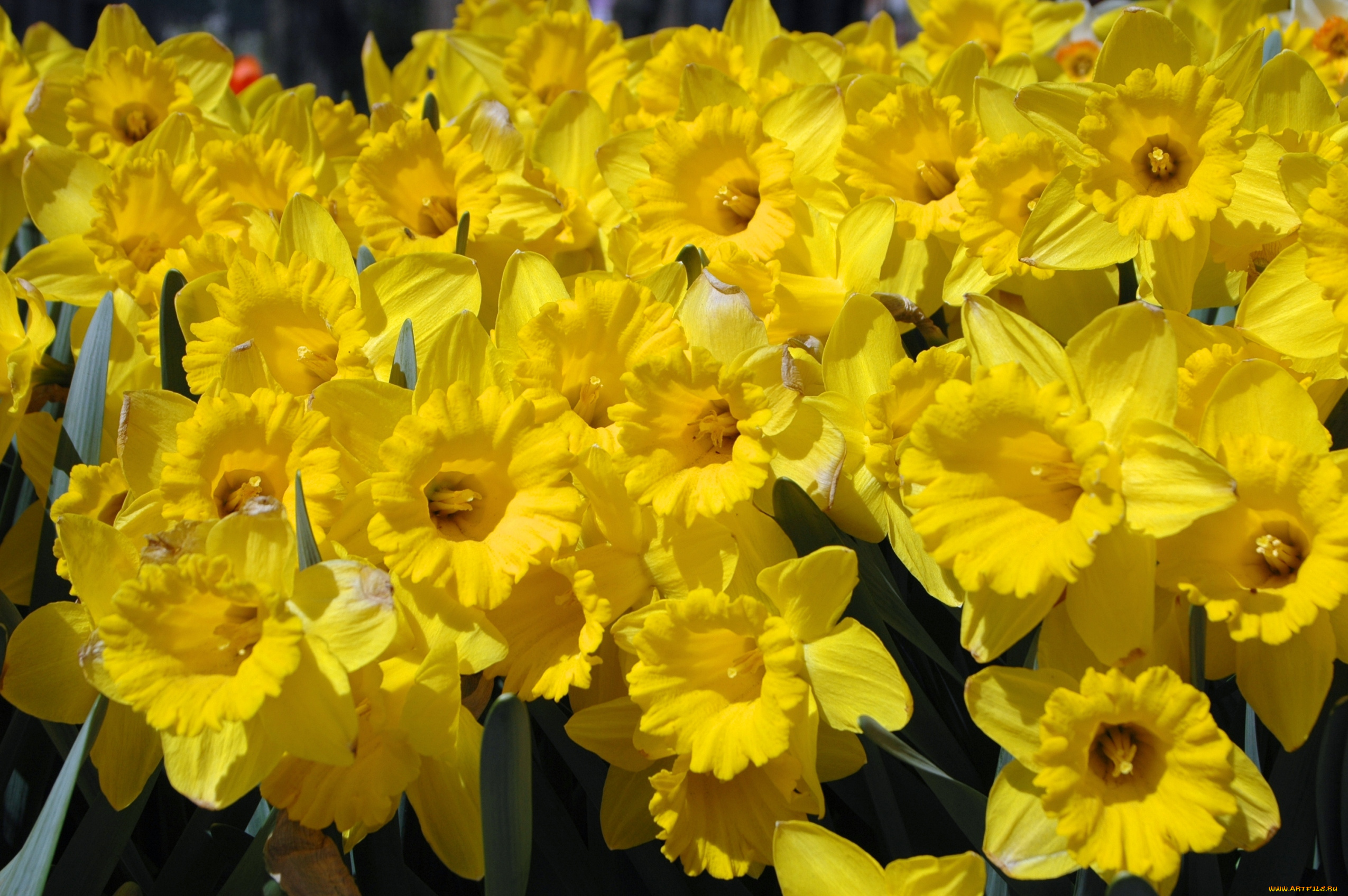 цветы, нарциссы, желтый
