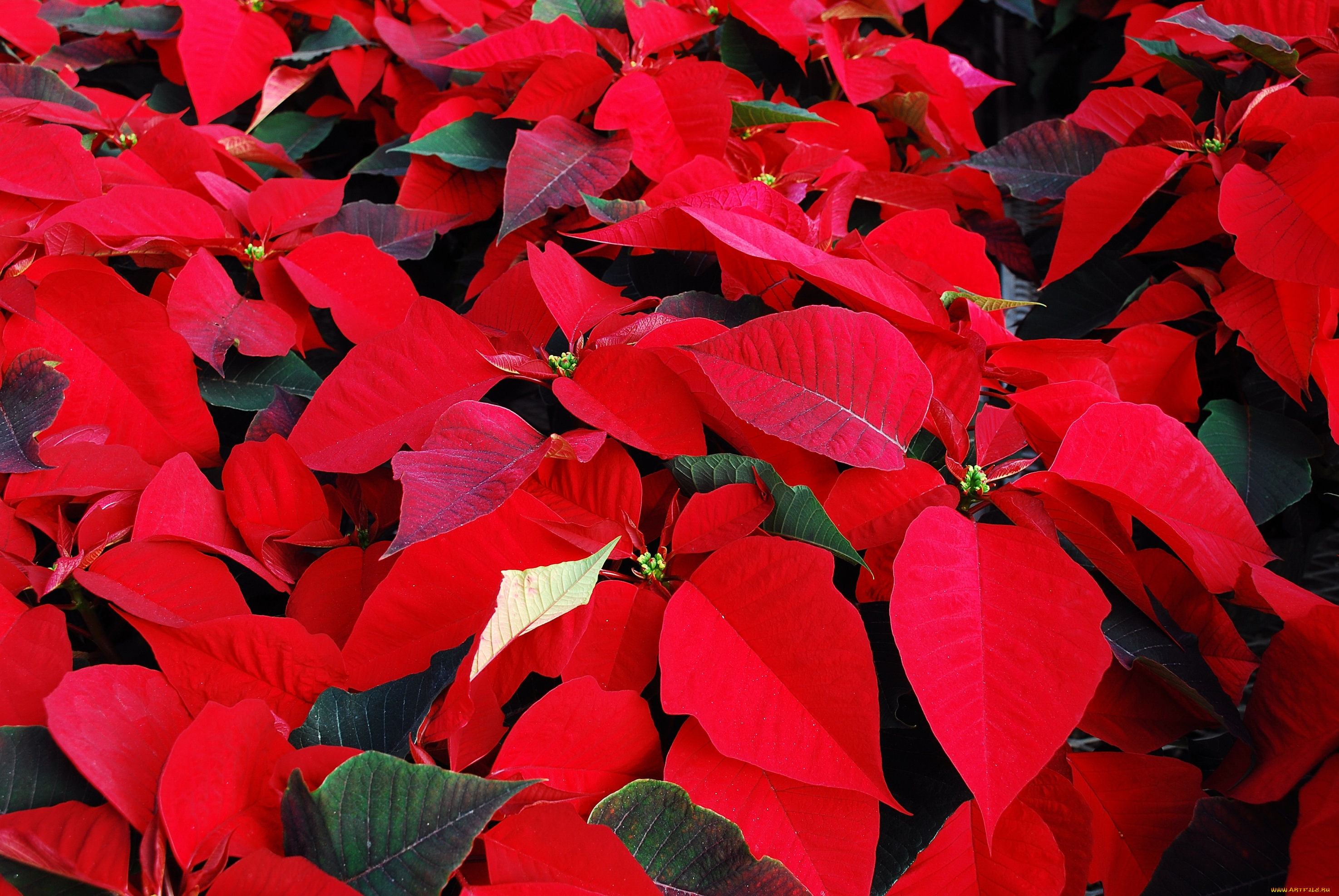 цветы, пуансеттия, красный