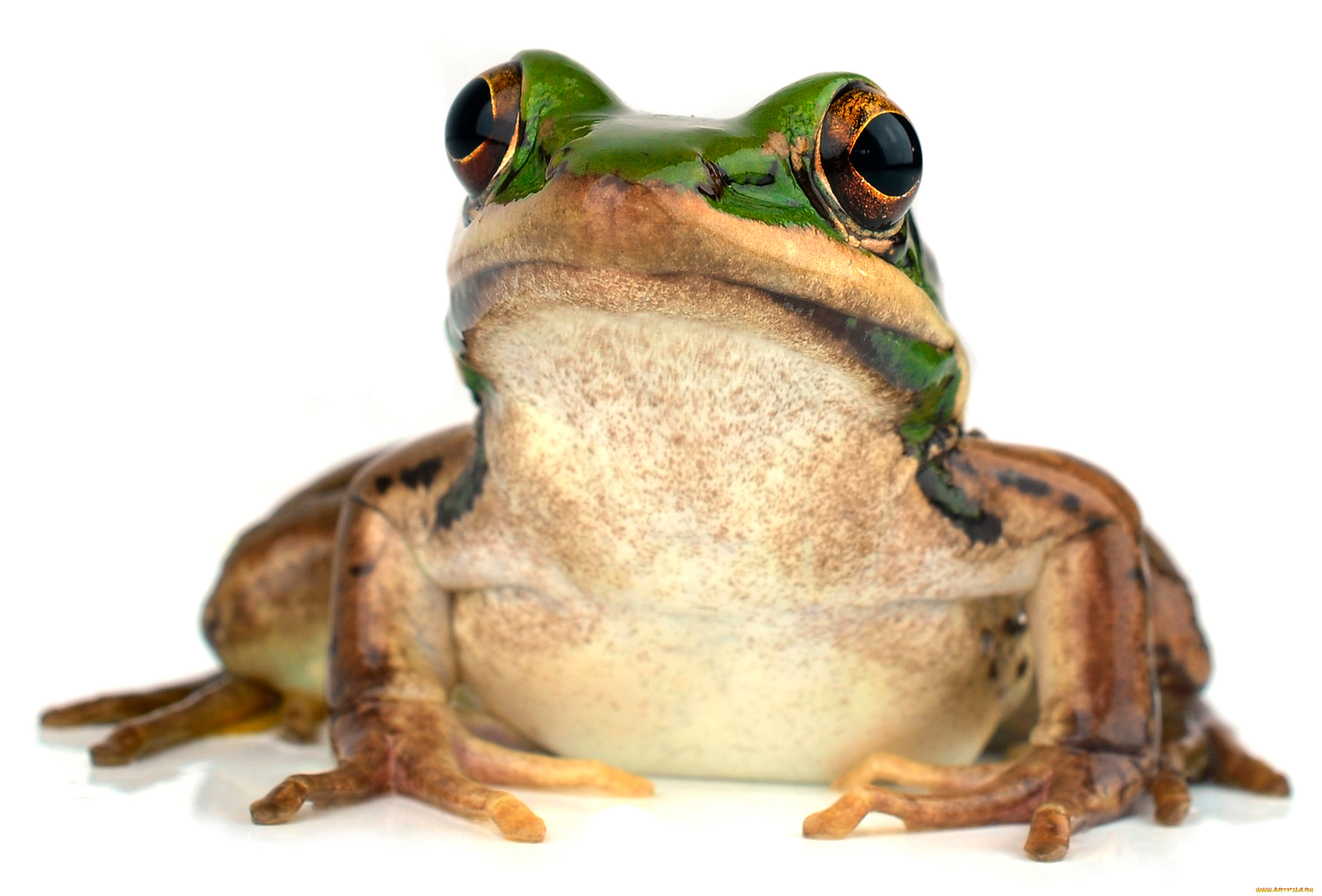 животные, лягушки, макро
