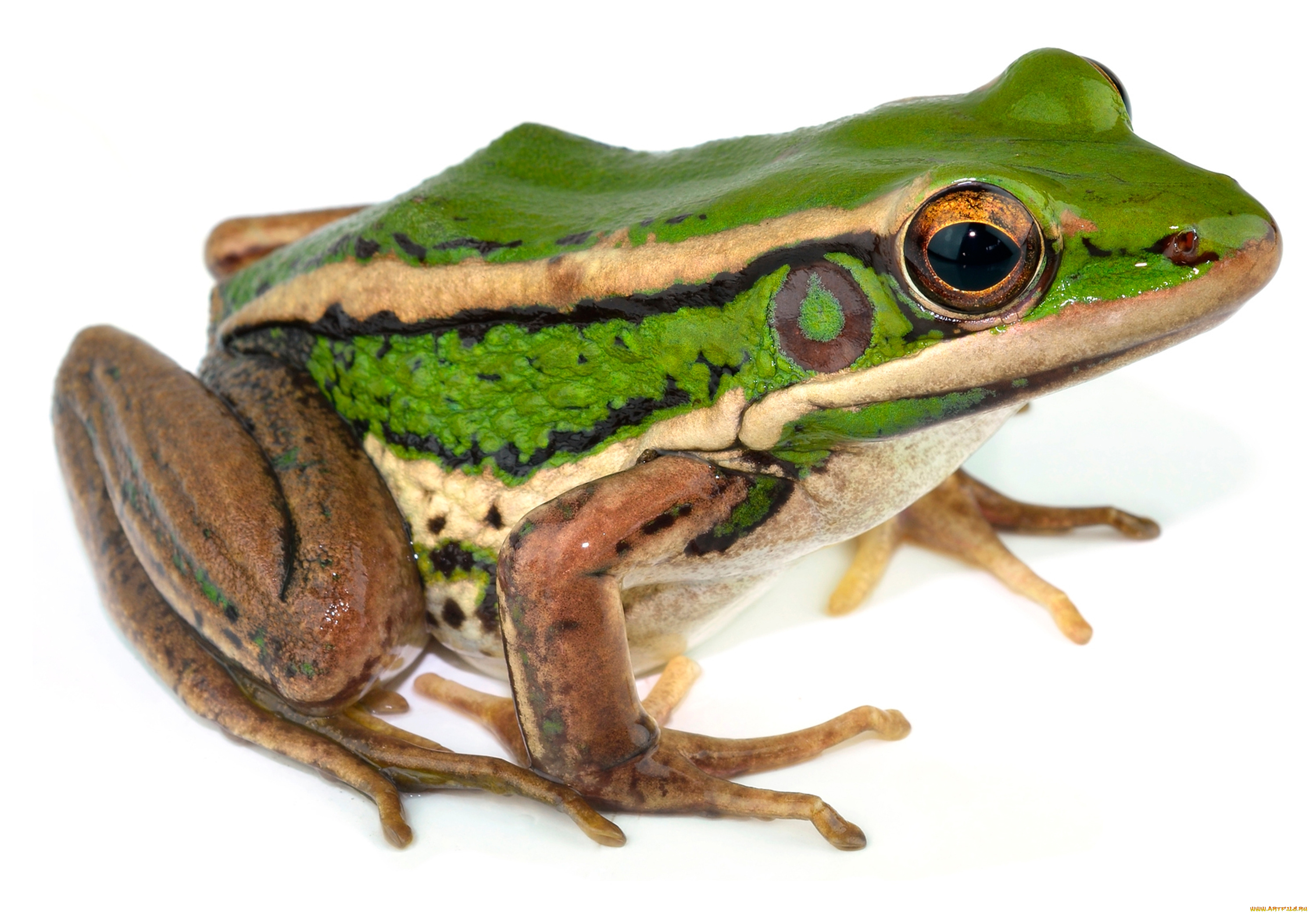 животные, лягушки, макро
