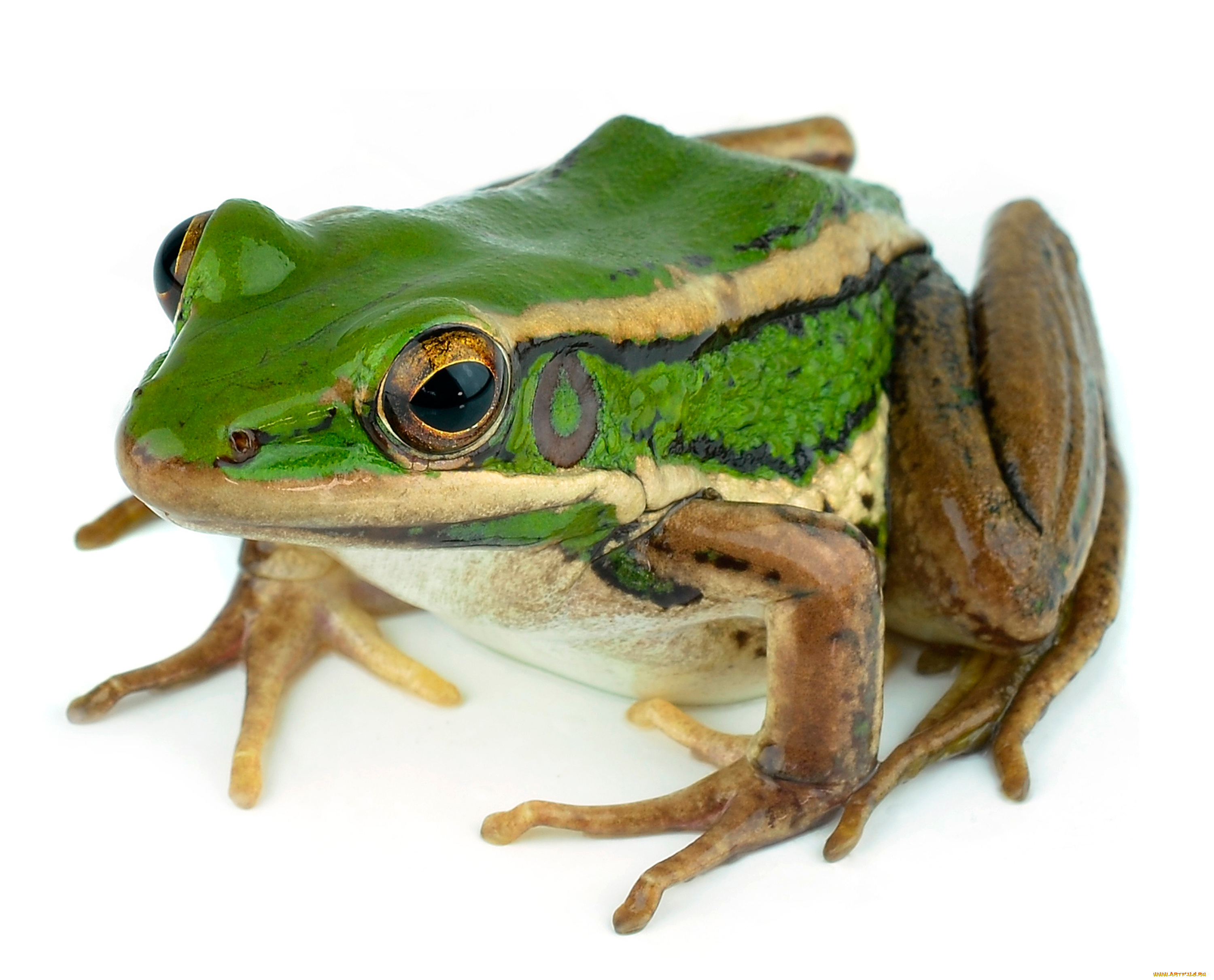 животные, лягушки, макро