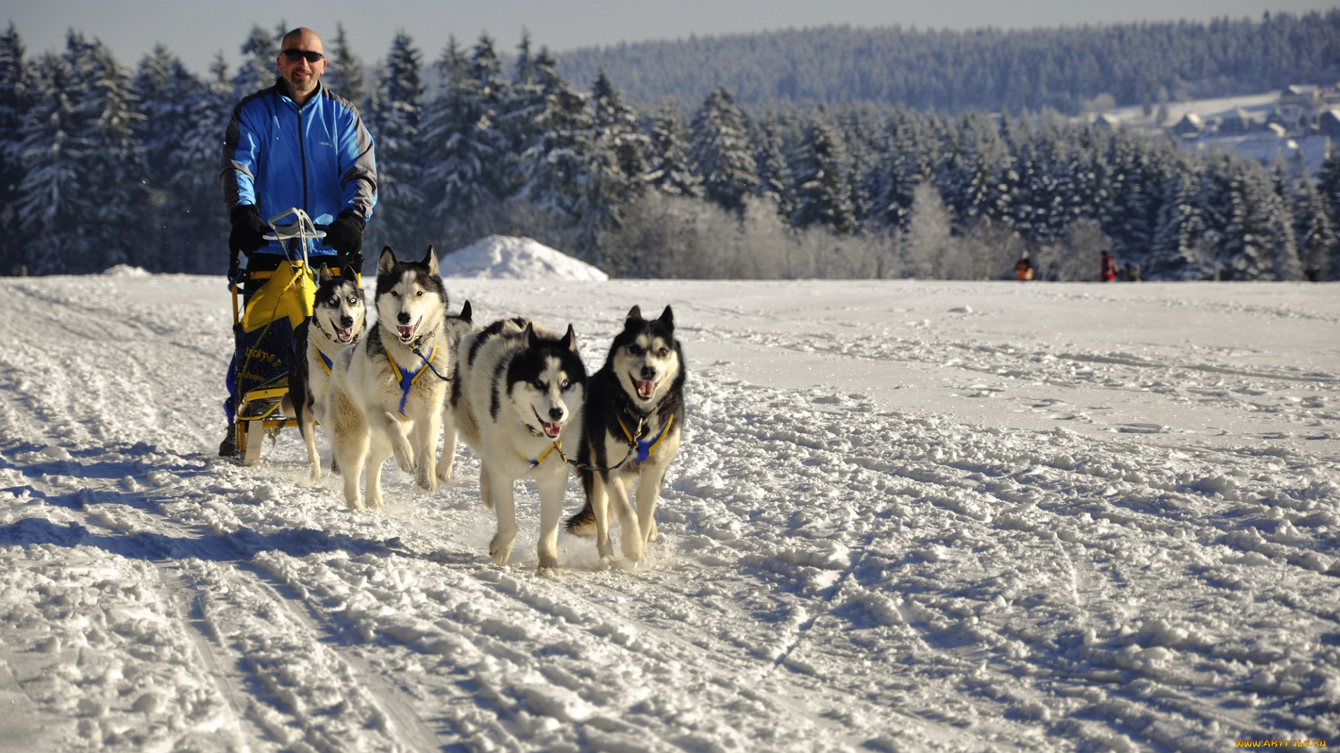 спорт, -, другое, собачья, упряжка, мужчина, снег, зима