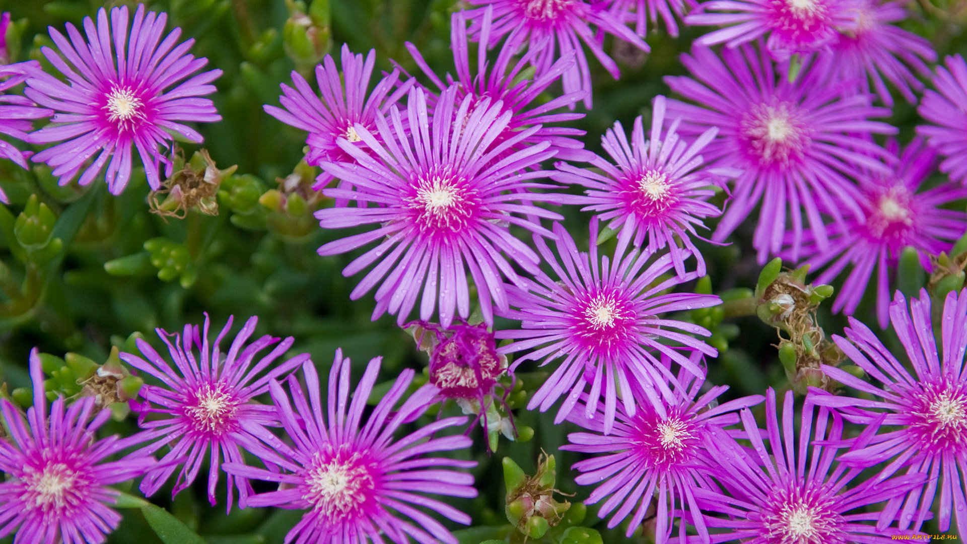 цветы, аизовые, обои, трава, клумба, букет, зелень, лепестки