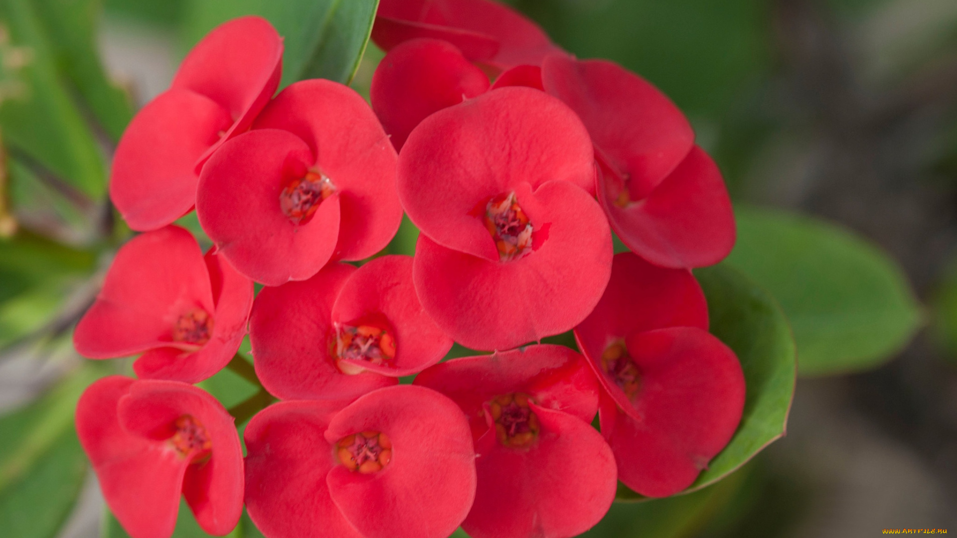 цветы, бегония, макро, лепестки, соцветие, природа