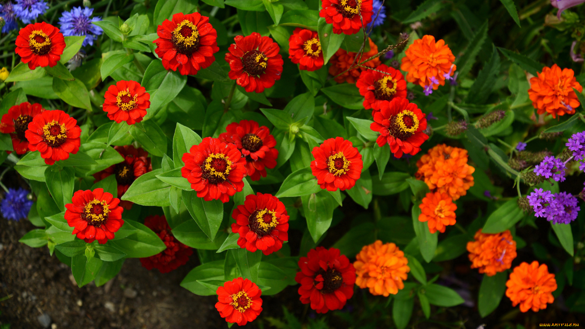 цветы, цинния, природа, листья, лепестки, сад