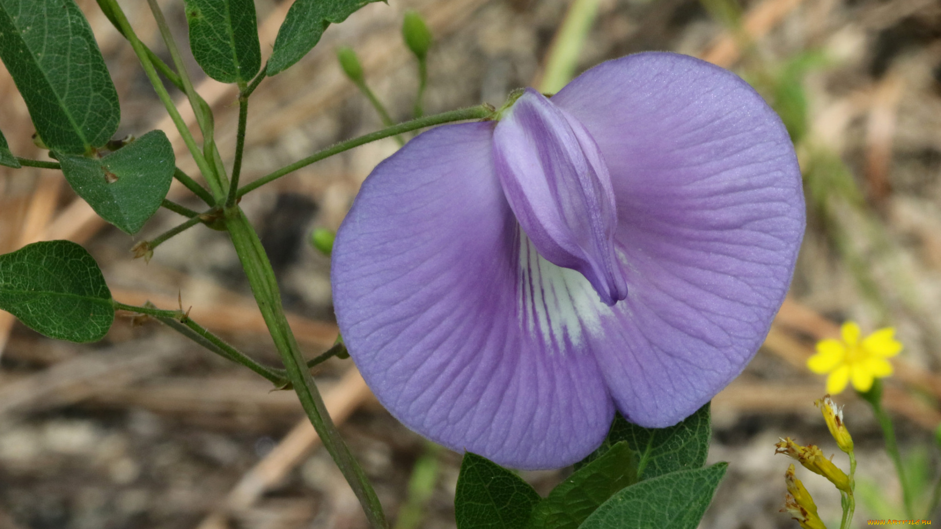 цветы, душистый, горошек, горошек