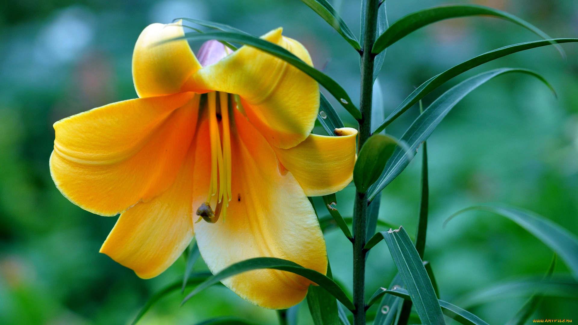 цветы, лилии, , лилейники, стебель, листья, лилия, лепестки, природа