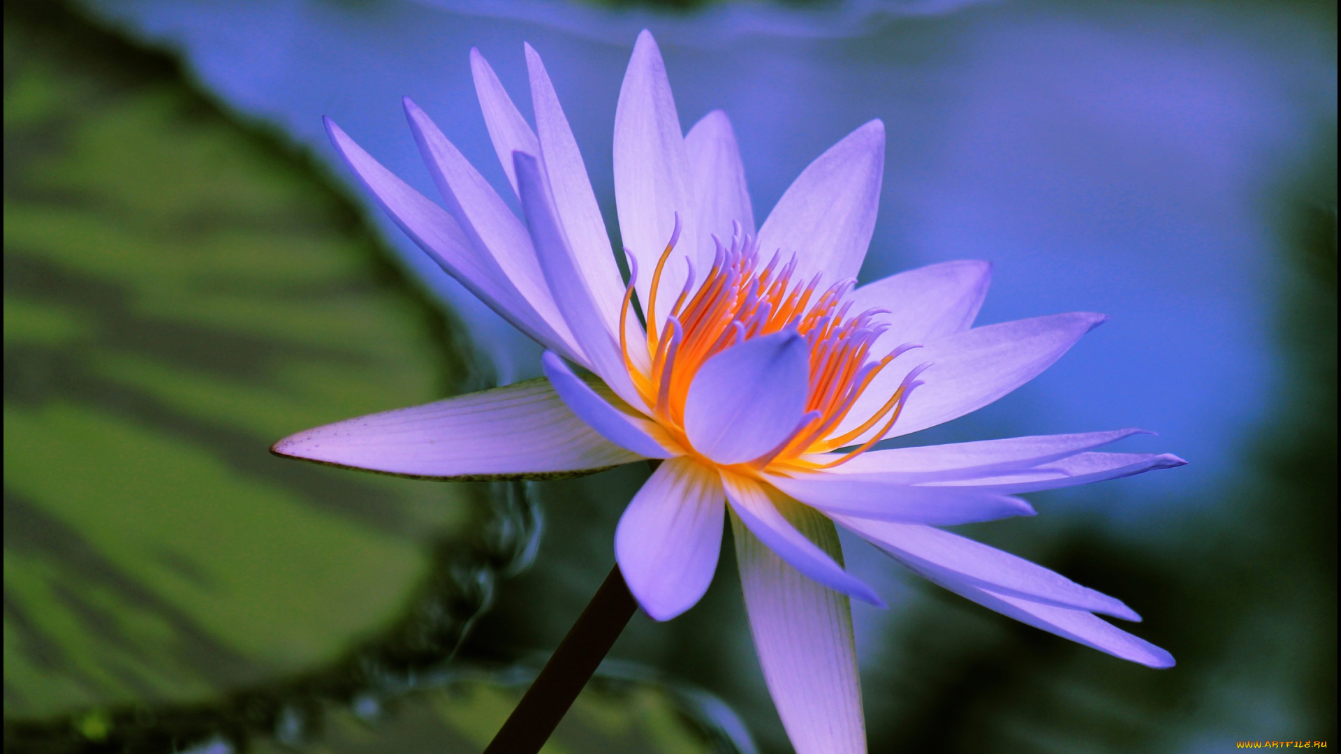 цветы, лилии, водяные, , нимфеи, , кувшинки, природа, лепестки, лист, лилия, вода, макро