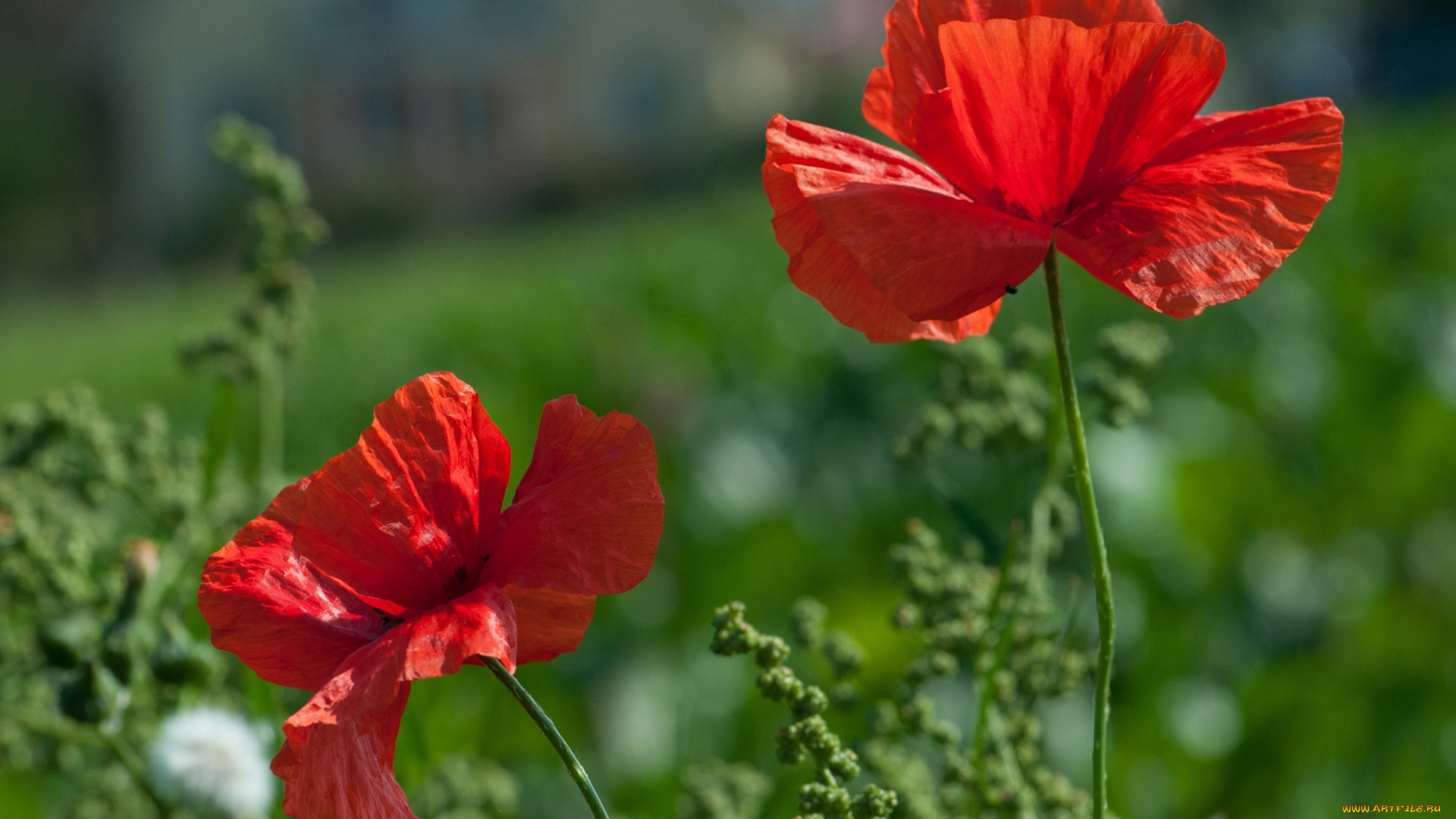 цветы, маки, red