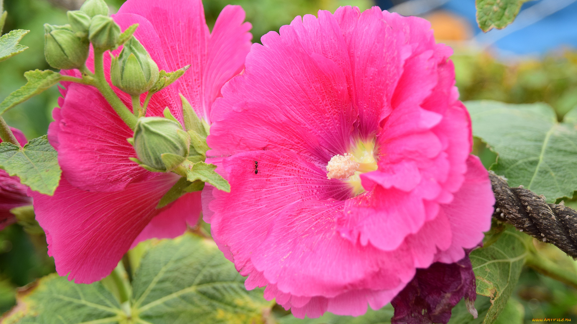 цветы, мальвы, цветение, бутоны, мальва