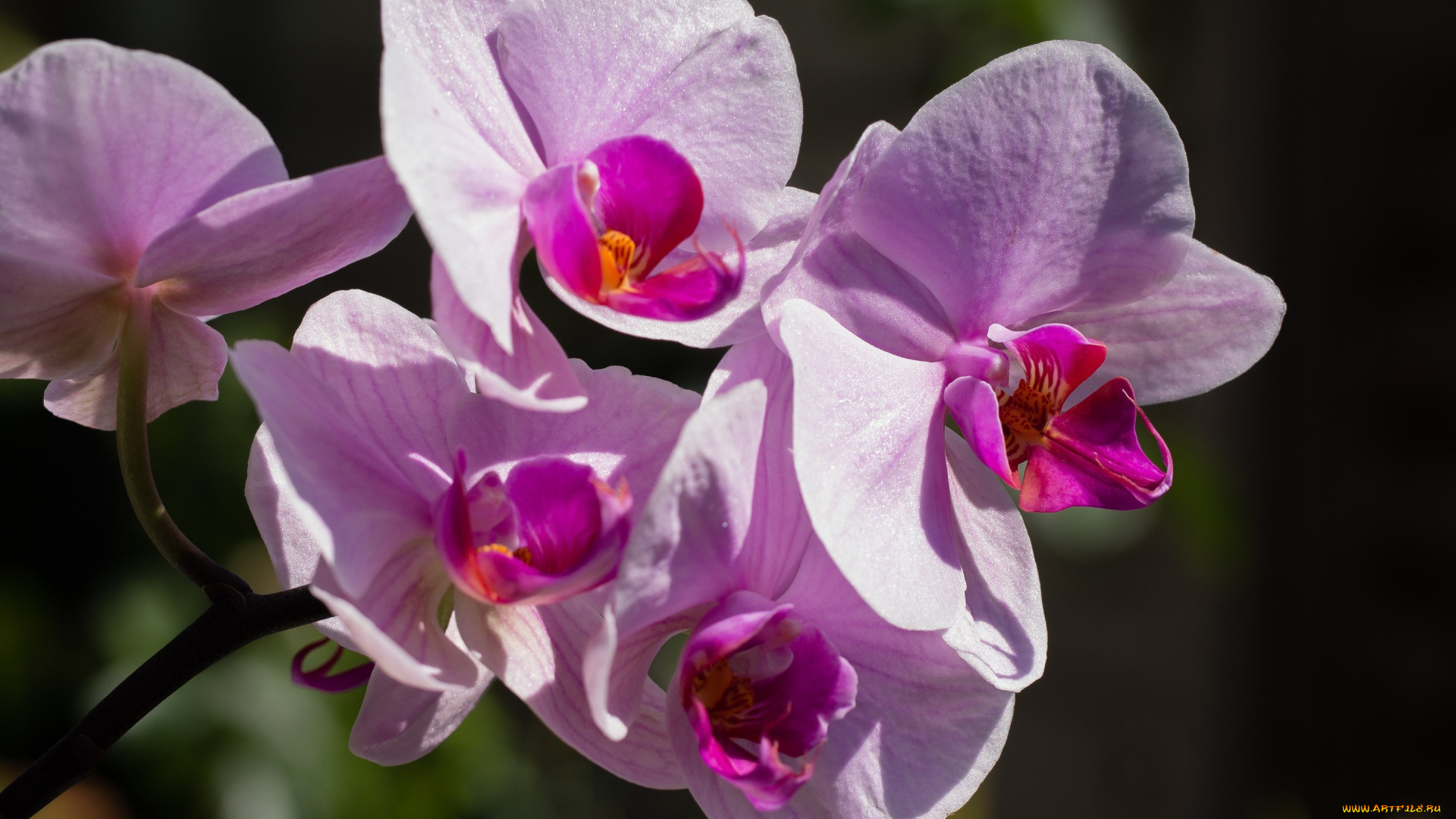 цветы, орхидеи, макро, орхидея, фаленопсис