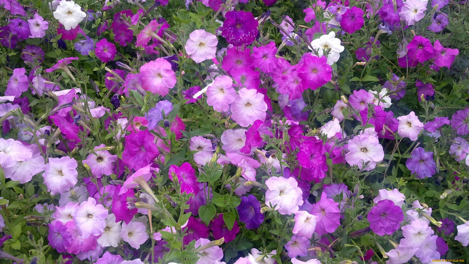 цветы, петунии, , калибрахоа, буйство, красок, петуния