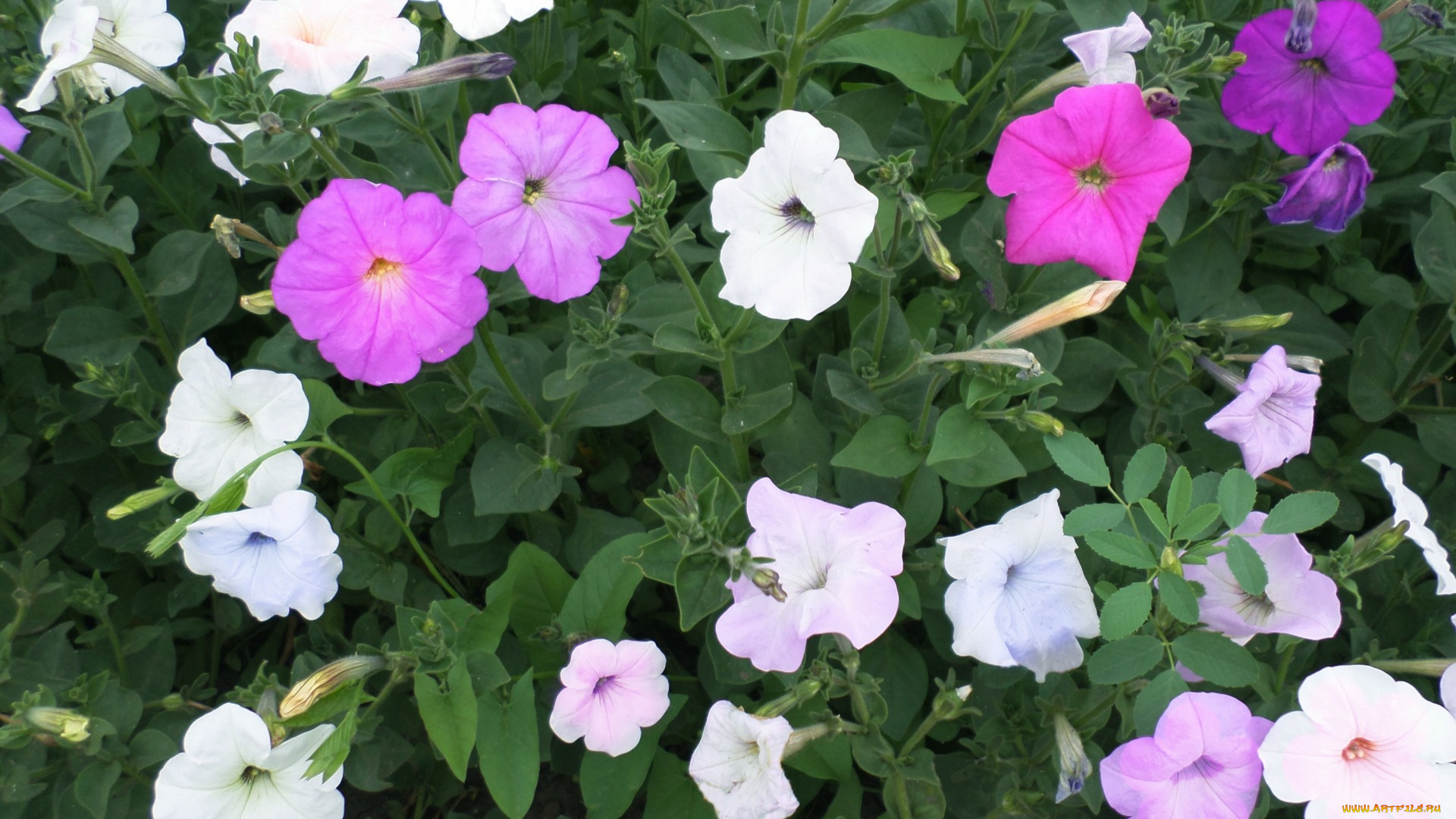 цветы, петунии, , калибрахоа, июнь, петуния, лето