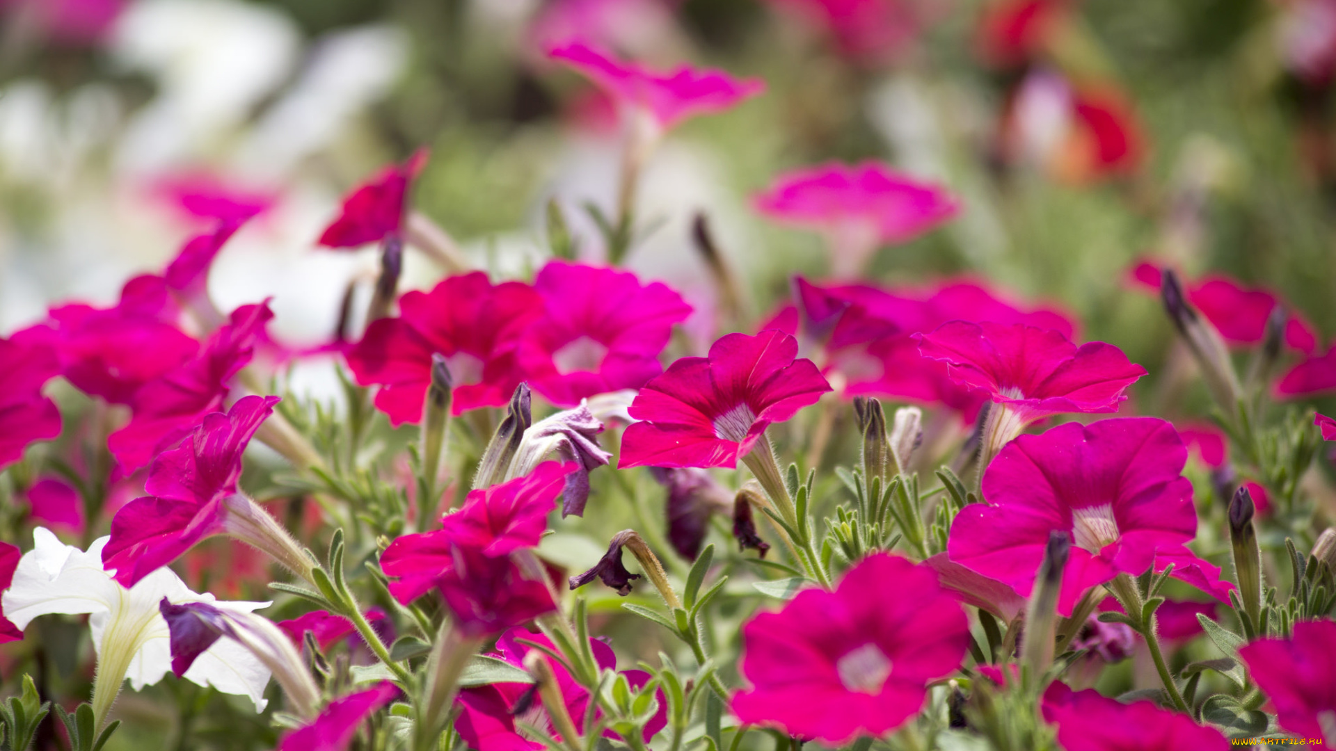 цветы, петунии, , калибрахоа, лепестки, краски, петуния, клумба, природа, сад