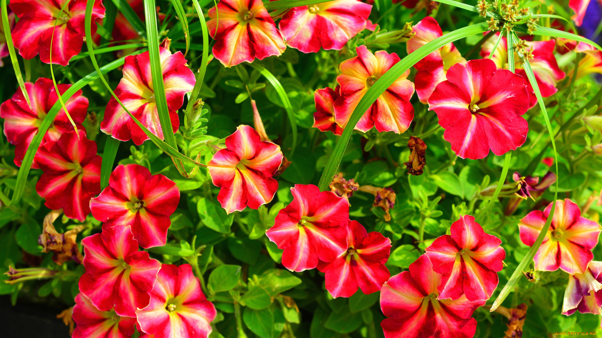 цветы, петунии, , калибрахоа, петуния, сад, клумба, природа, листья, лепестки