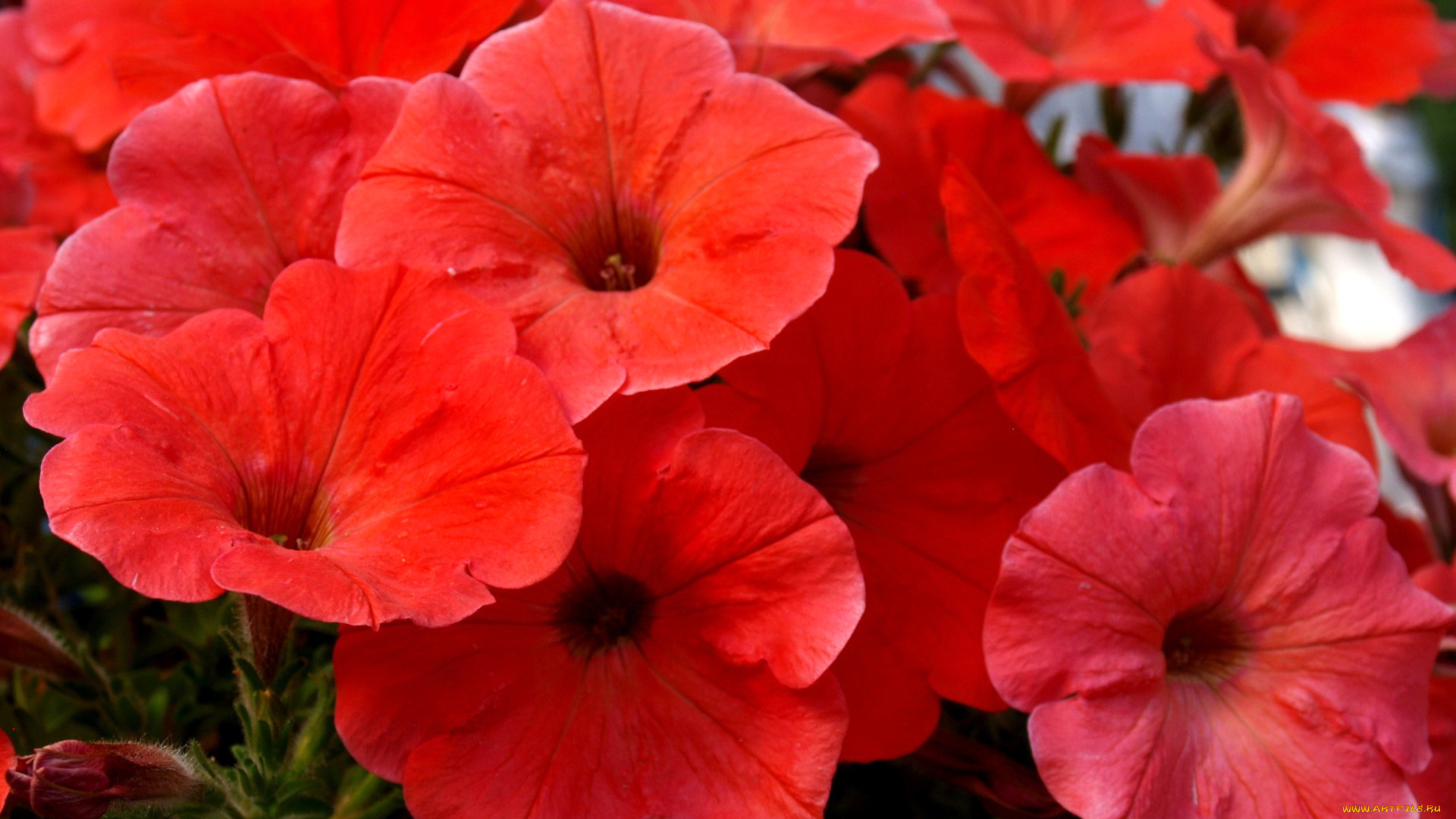 цветы, петунии, , калибрахоа, сад, клумба, природа, лепестки, петуния