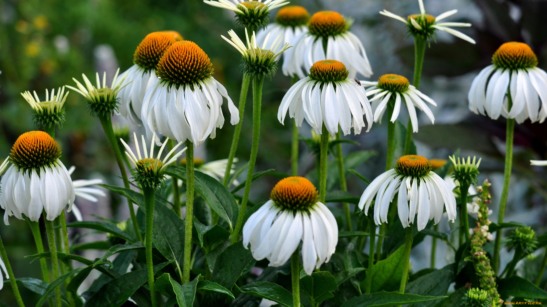 цветы, ромашки, листья, стебель, сад, клумба, природа, лепестки, эхинацея