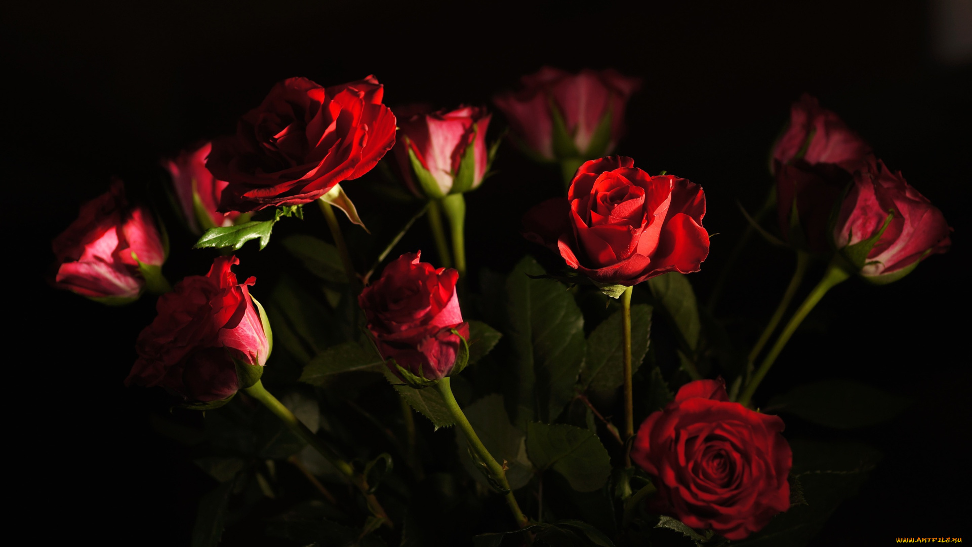 цветы, розы