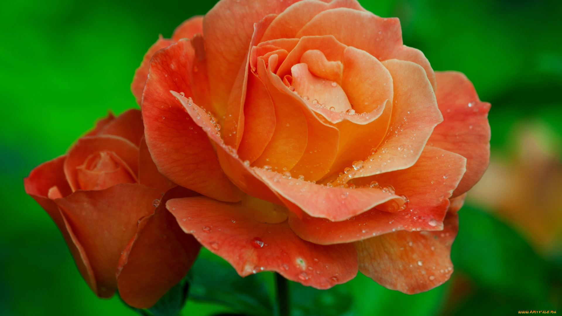 цветы, розы, капли, макро, бутон, роза, лепестки