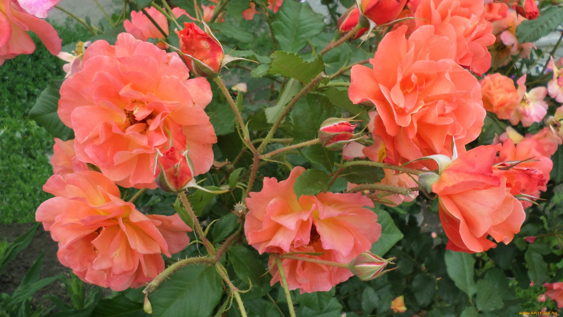 цветы, розы, лето, июньский, день