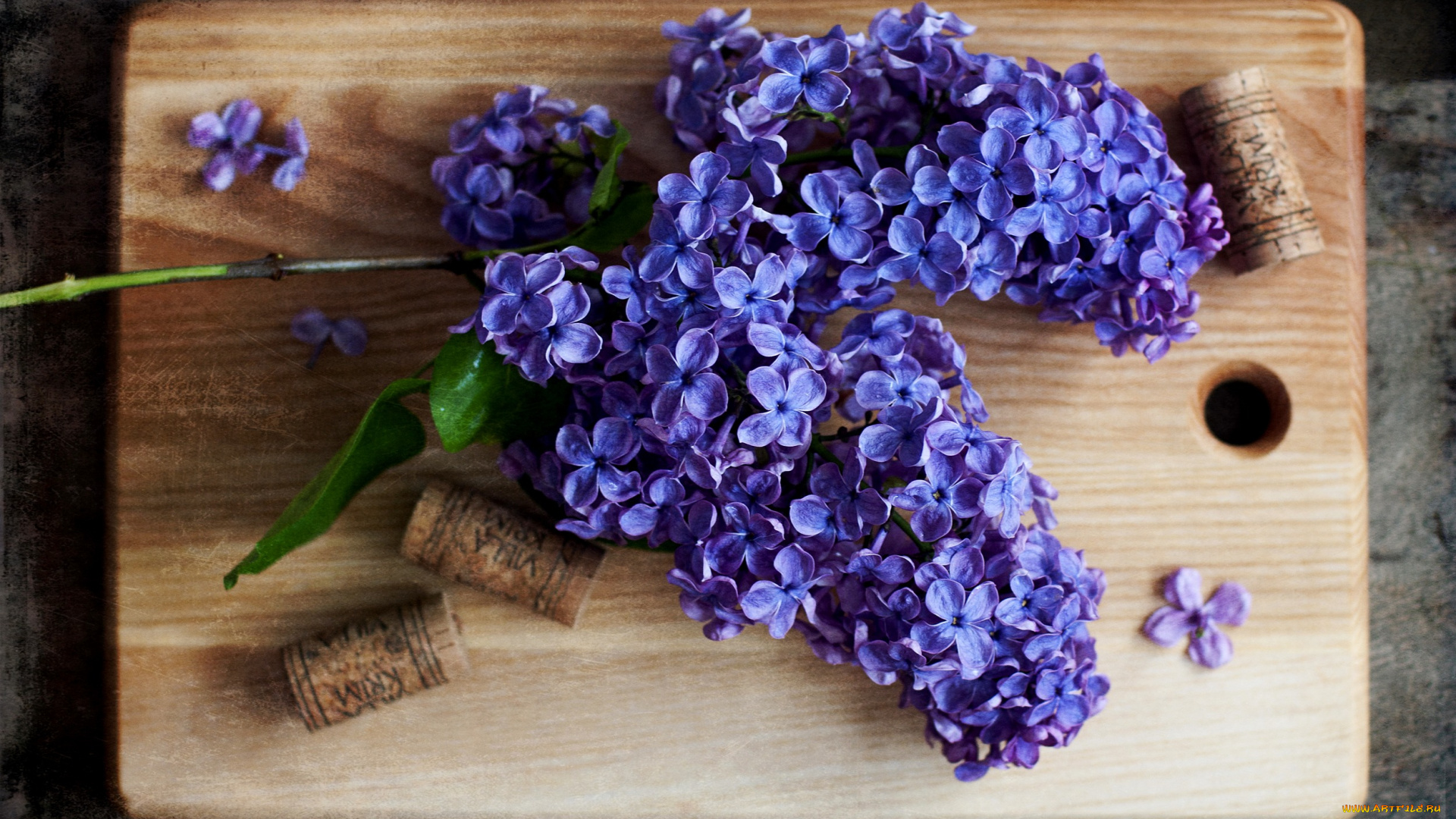 цветы, сирень, цветение, сиреневые, лепестки