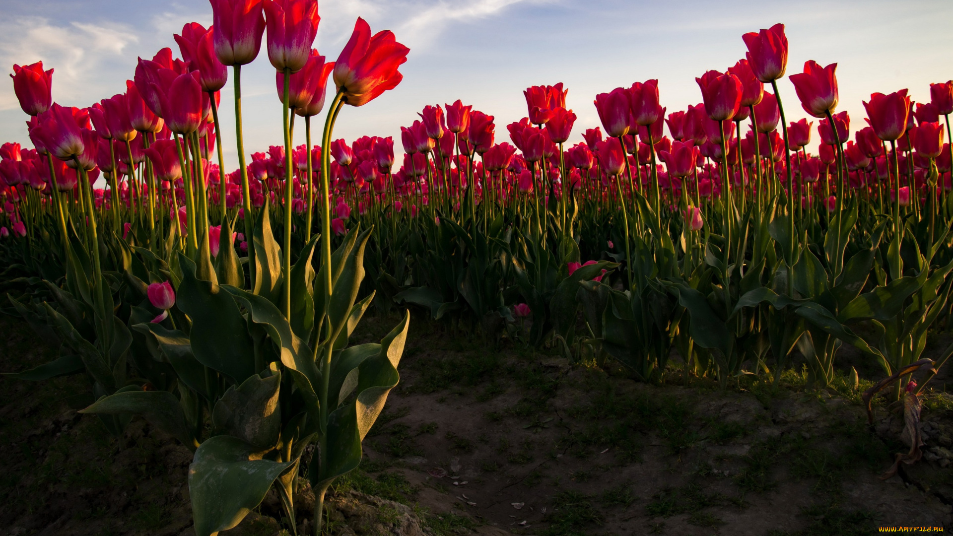 цветы, тюльпаны, красные, поле, небо