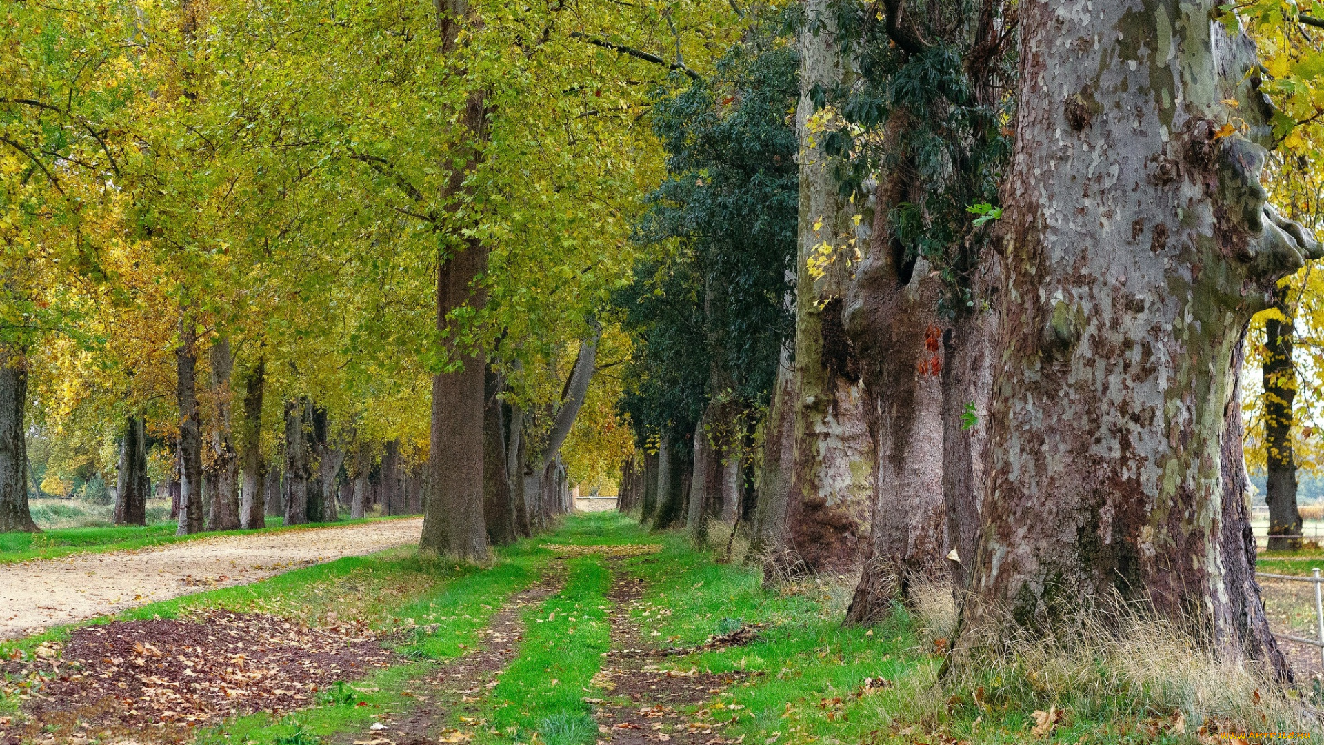 природа, дороги, тропика