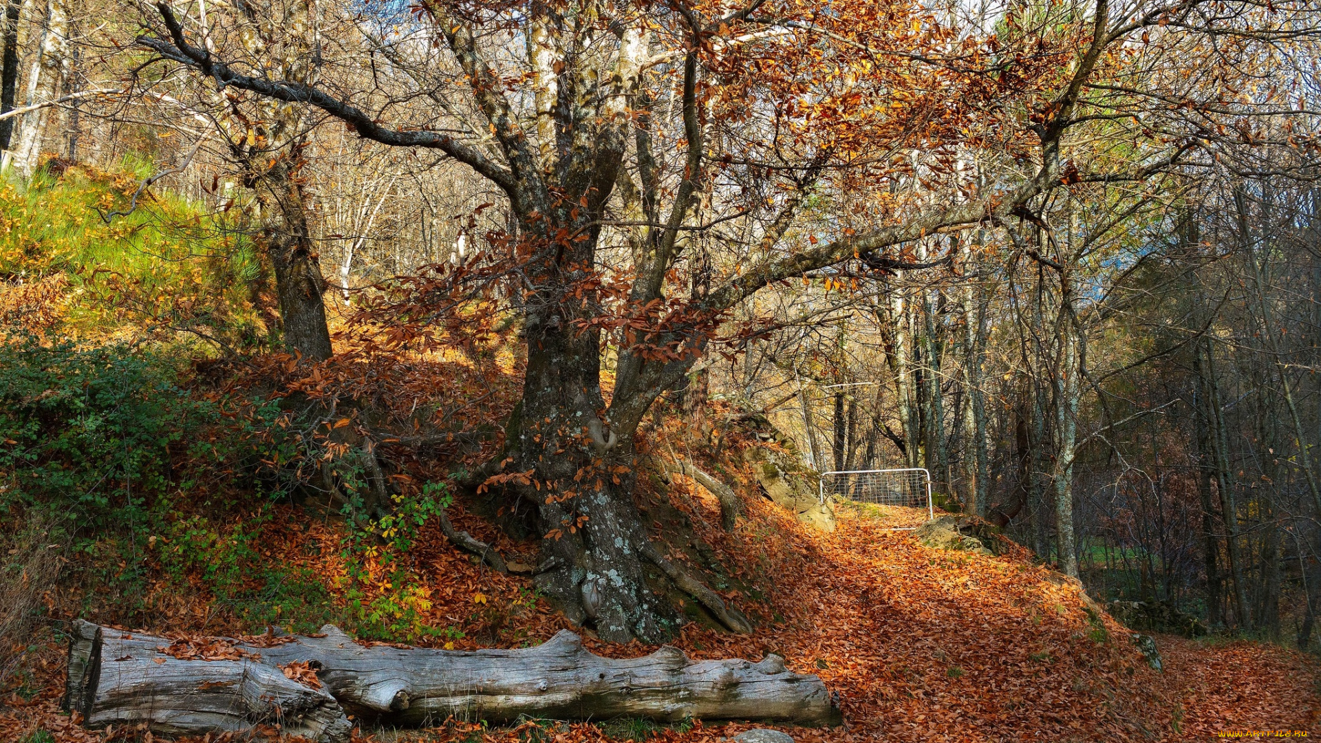 природа, лес, деревья