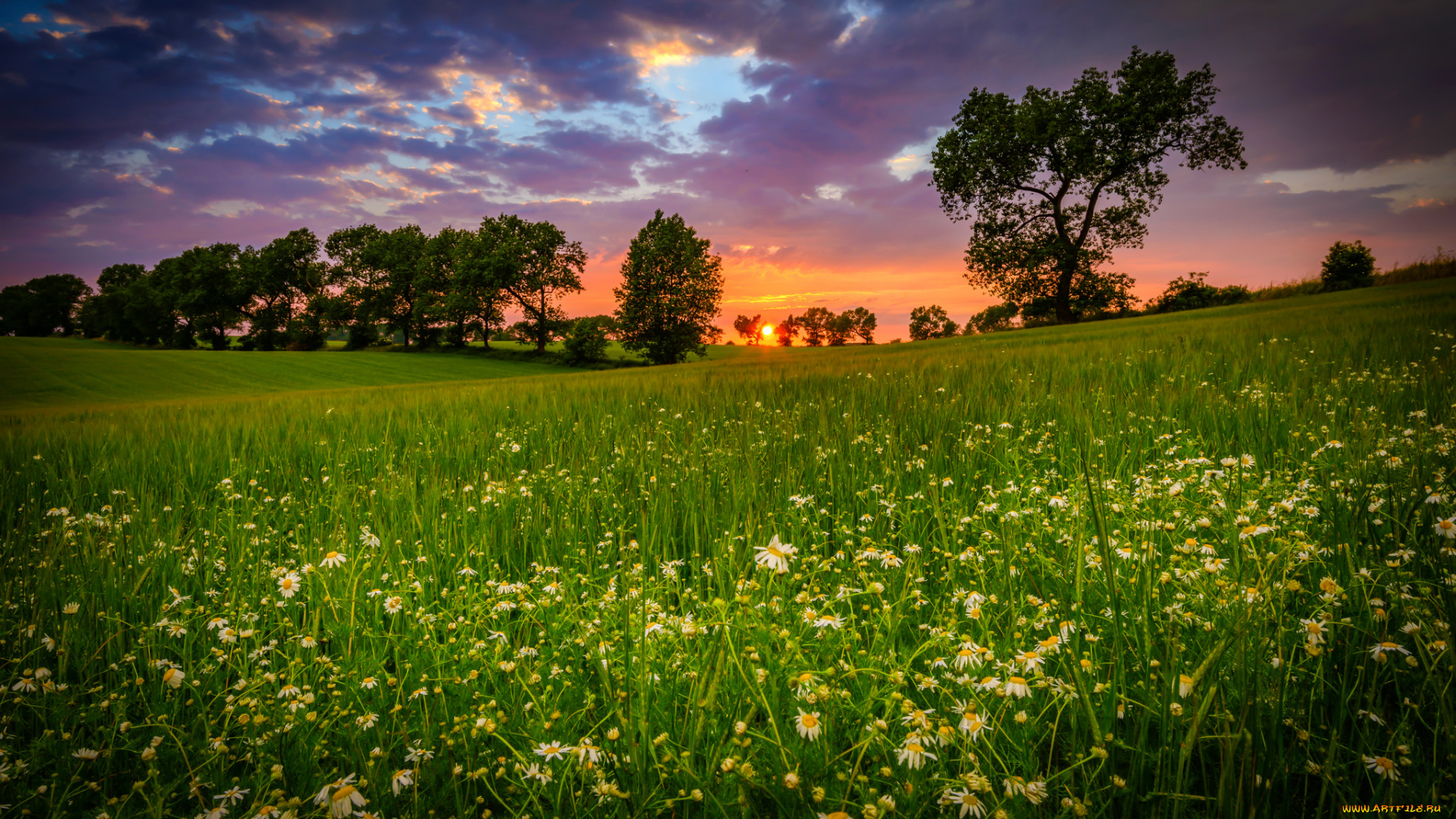 природа, луга, простор