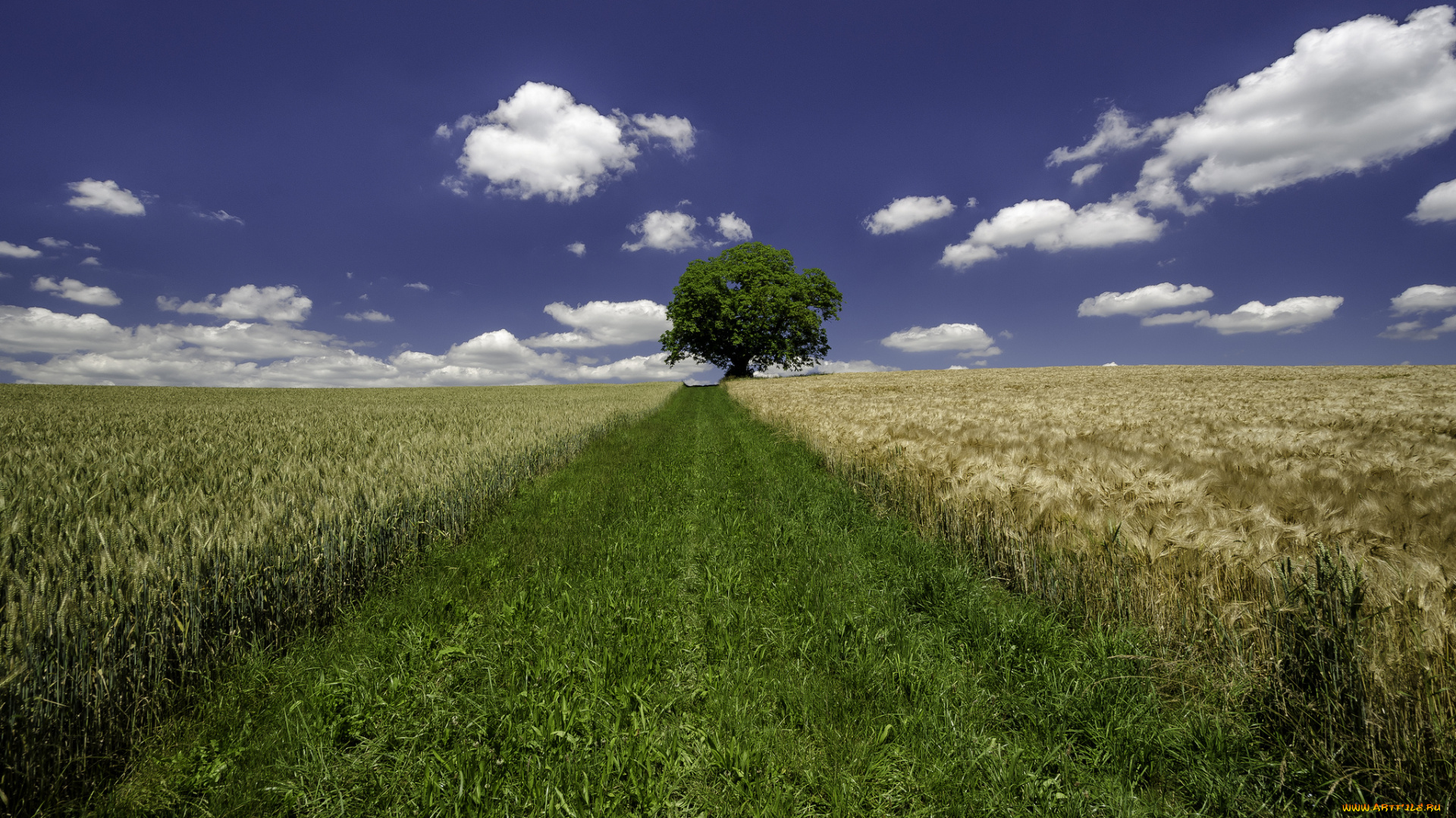 природа, поля, простор