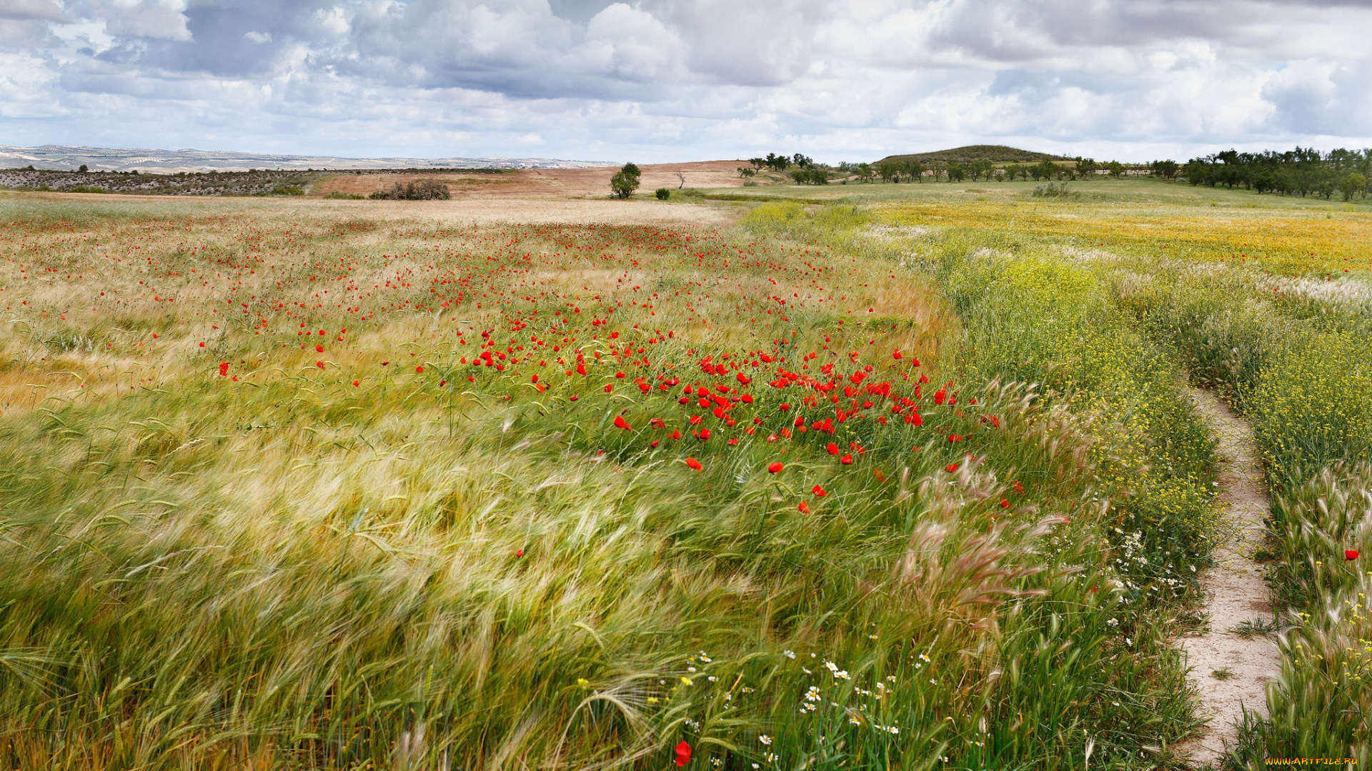 природа, поля, тропика