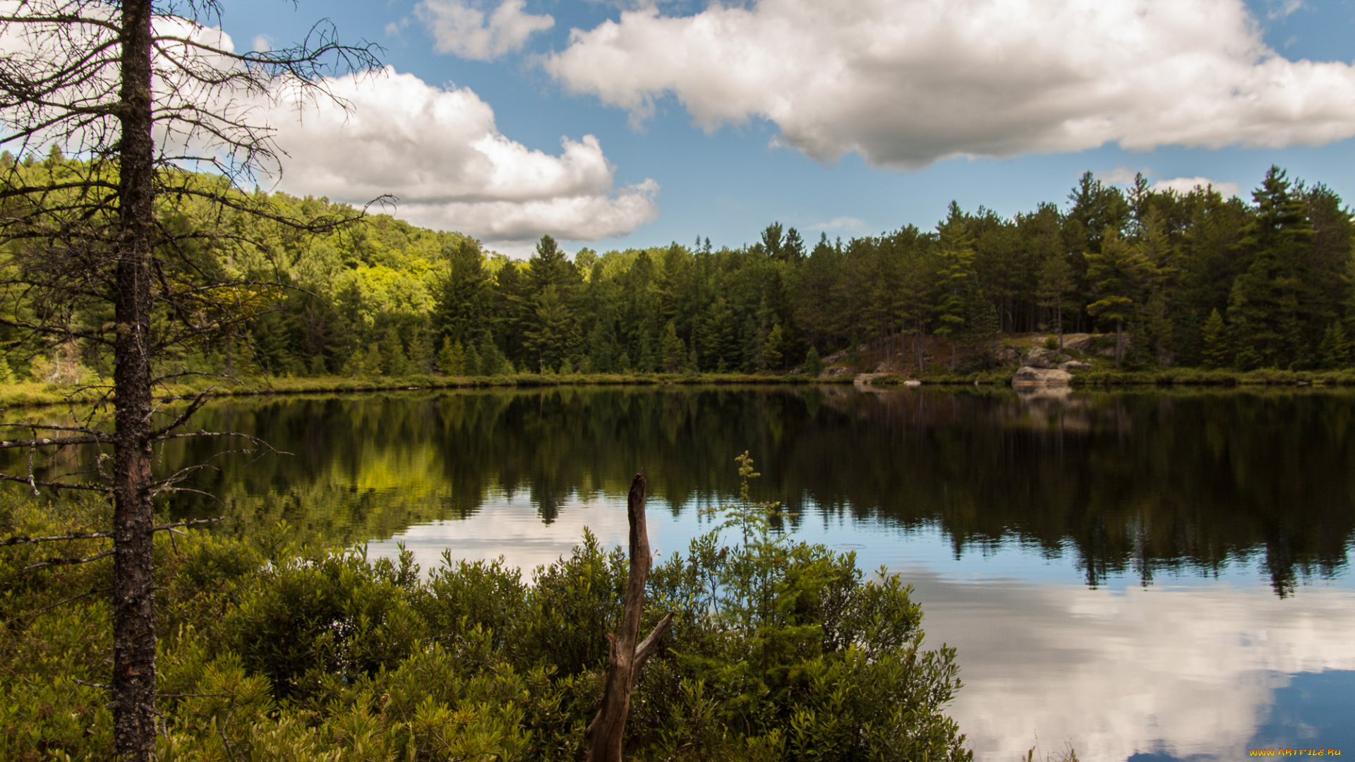 природа, реки, озера, лес, река