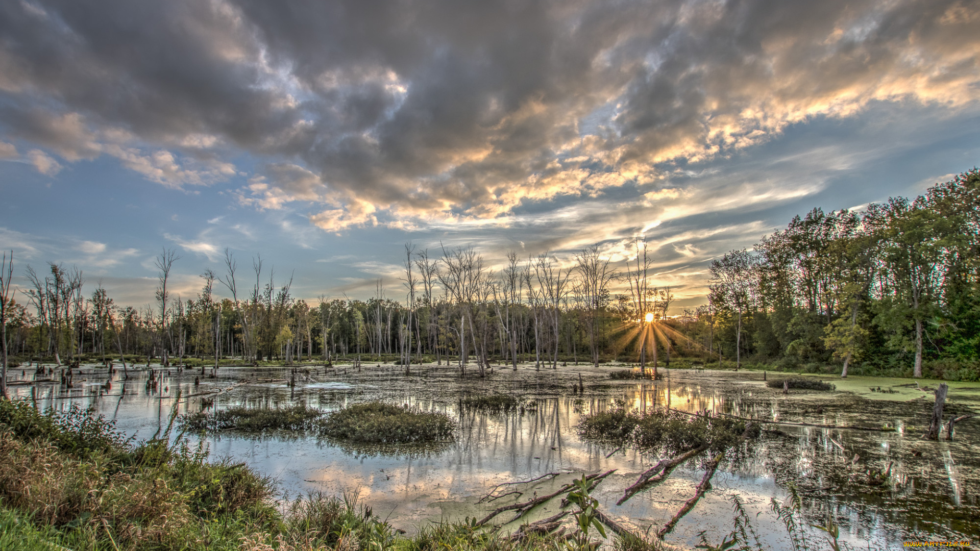 природа, реки, озера, лес, река