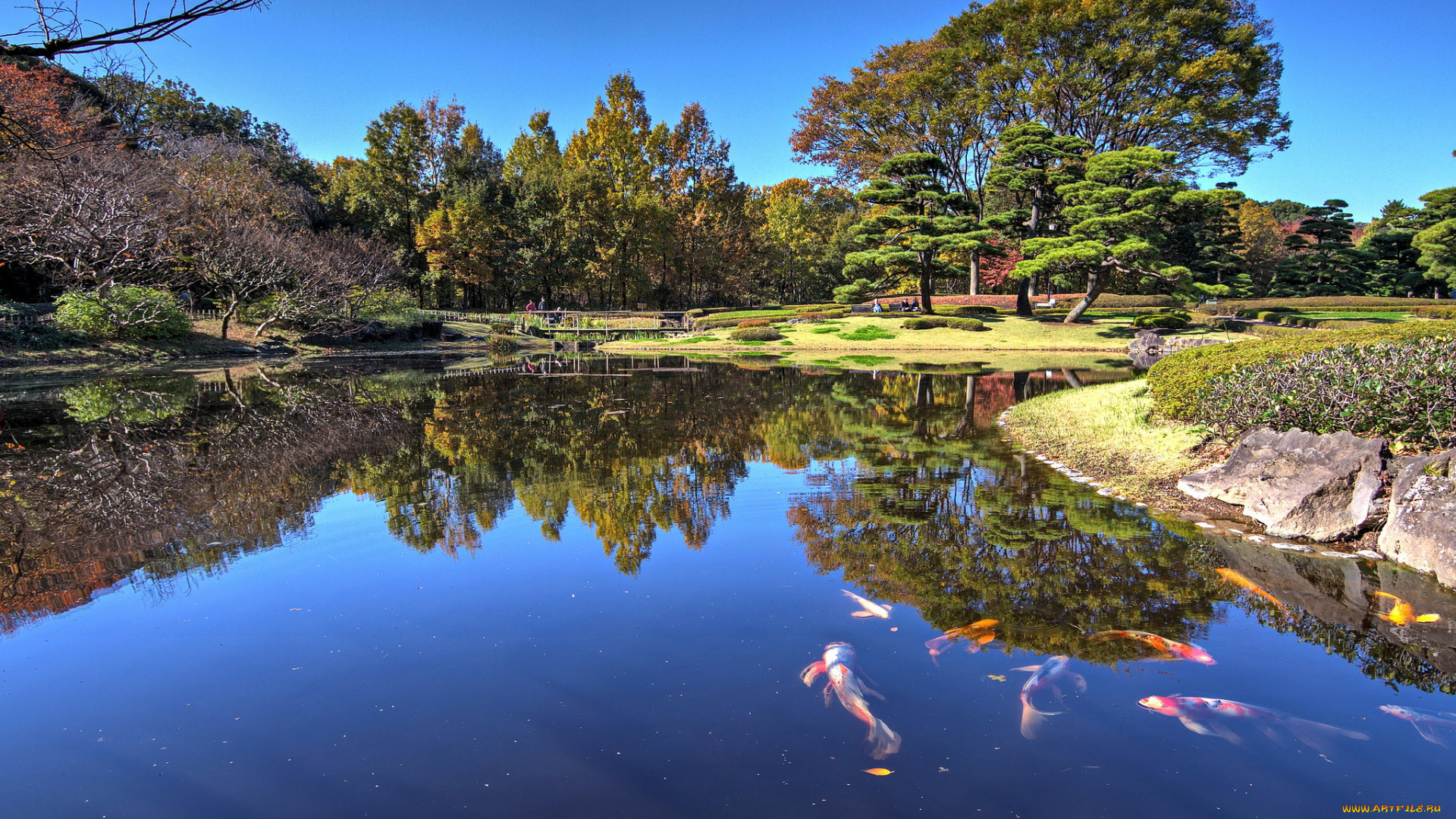 природа, реки, озера, река, лес