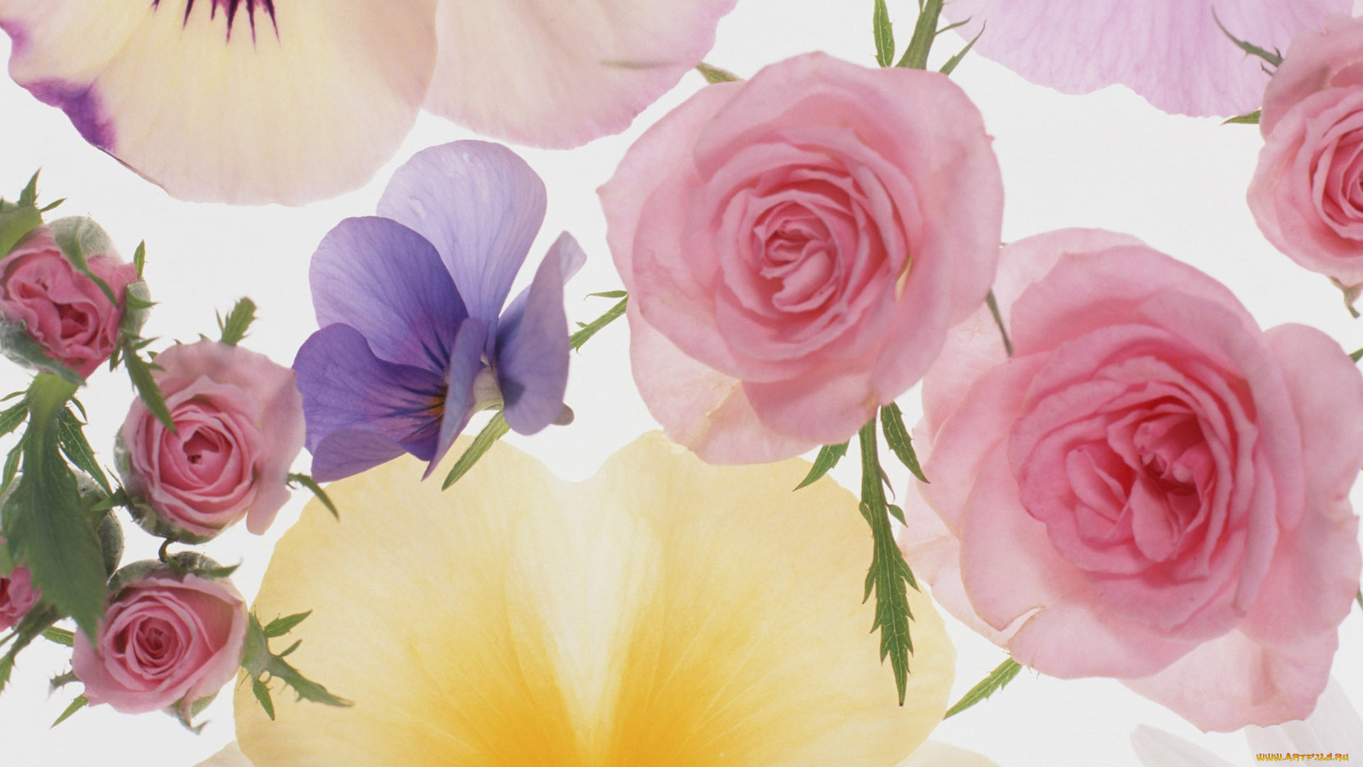 разное, компьютерный, дизайн, лепестки, коллаж, обои, розы