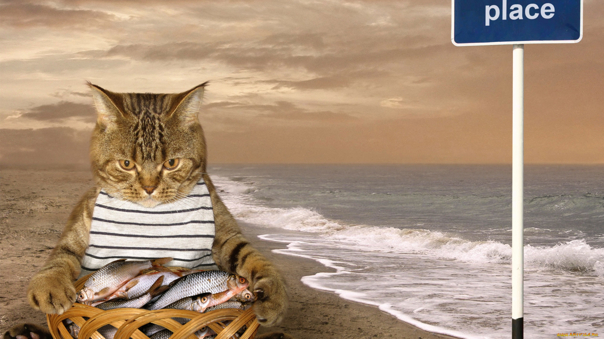 юмор, и, приколы, кот, улов, рыба